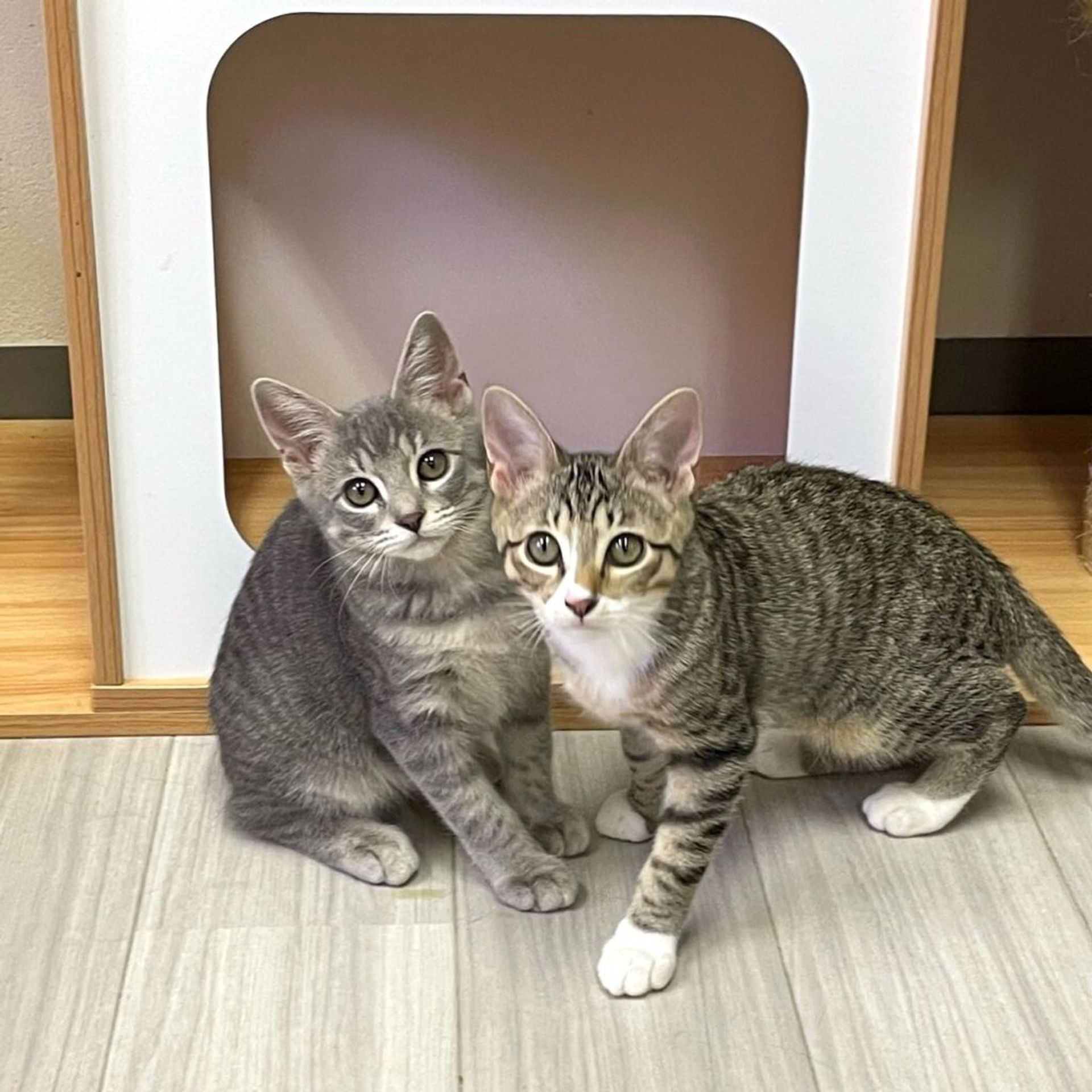 thumbnail-6