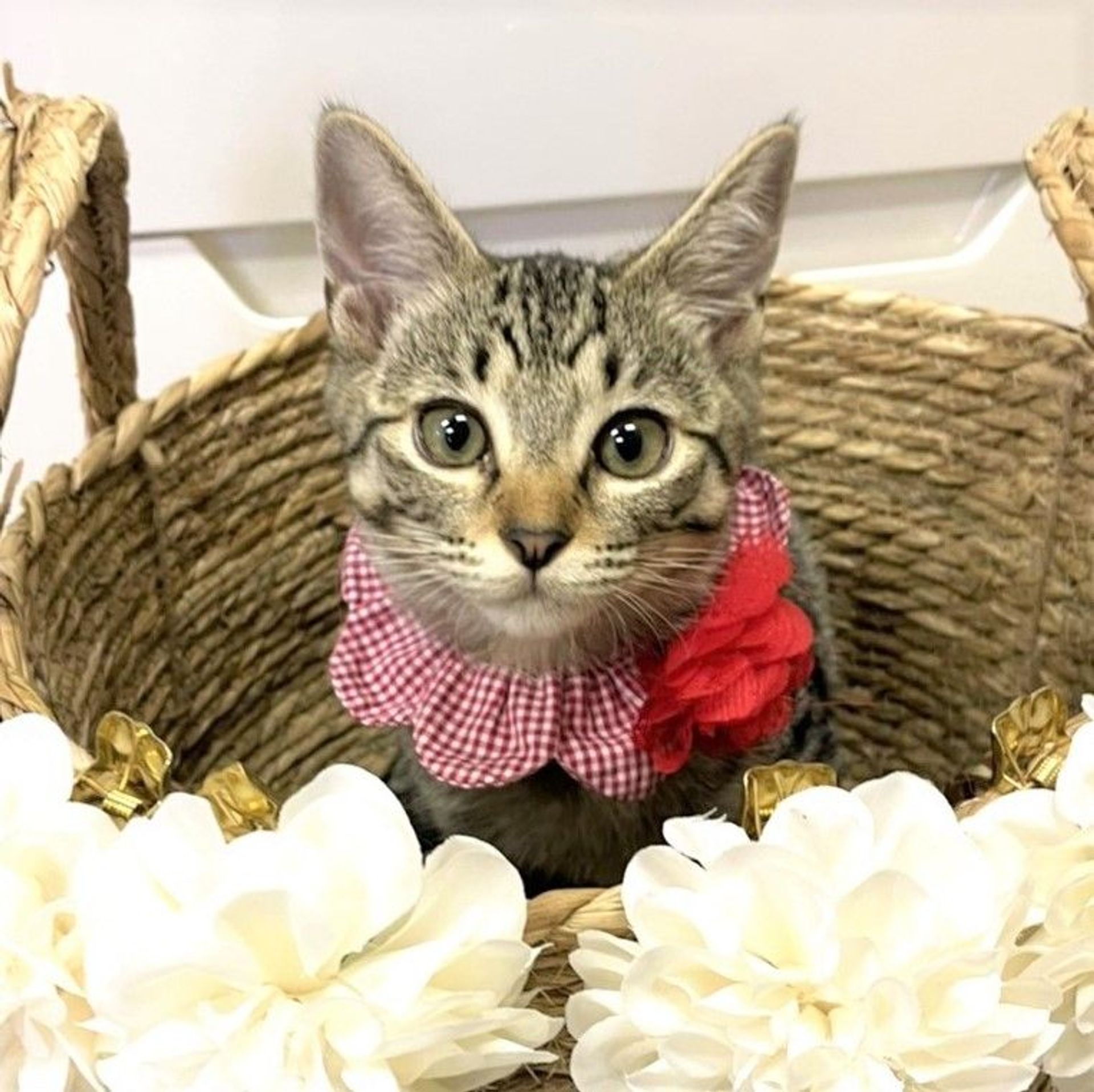 雑種（ミックス猫）・メスの里親募集の写真