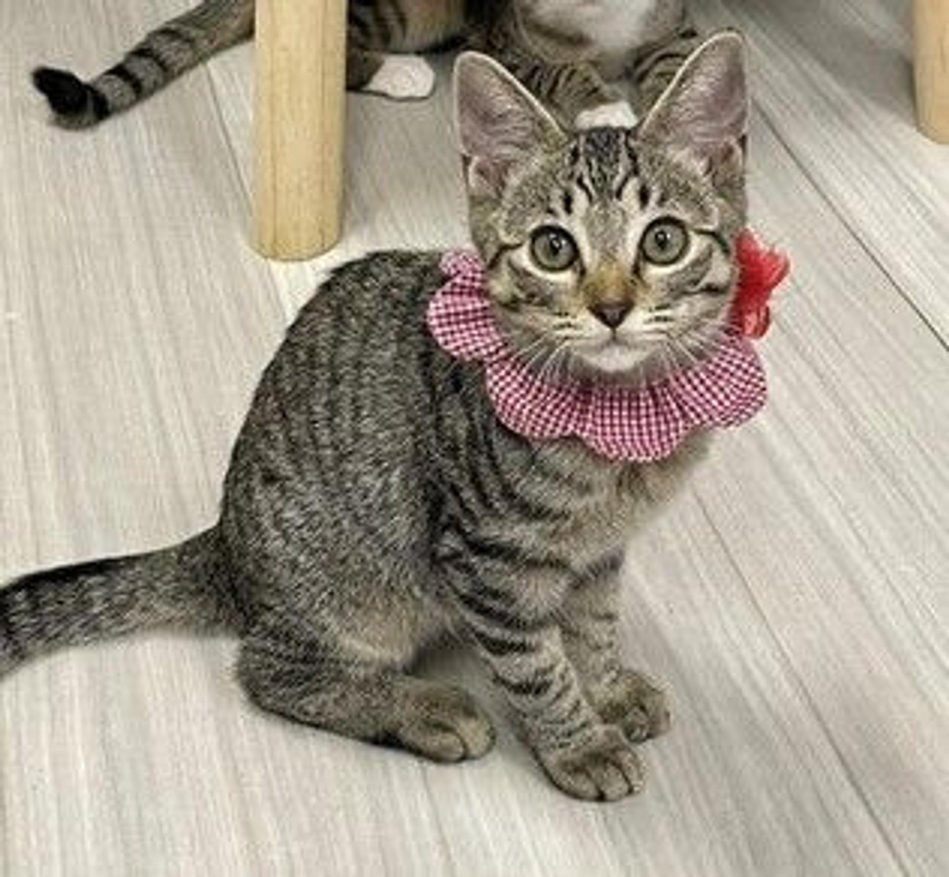 pet-image-3