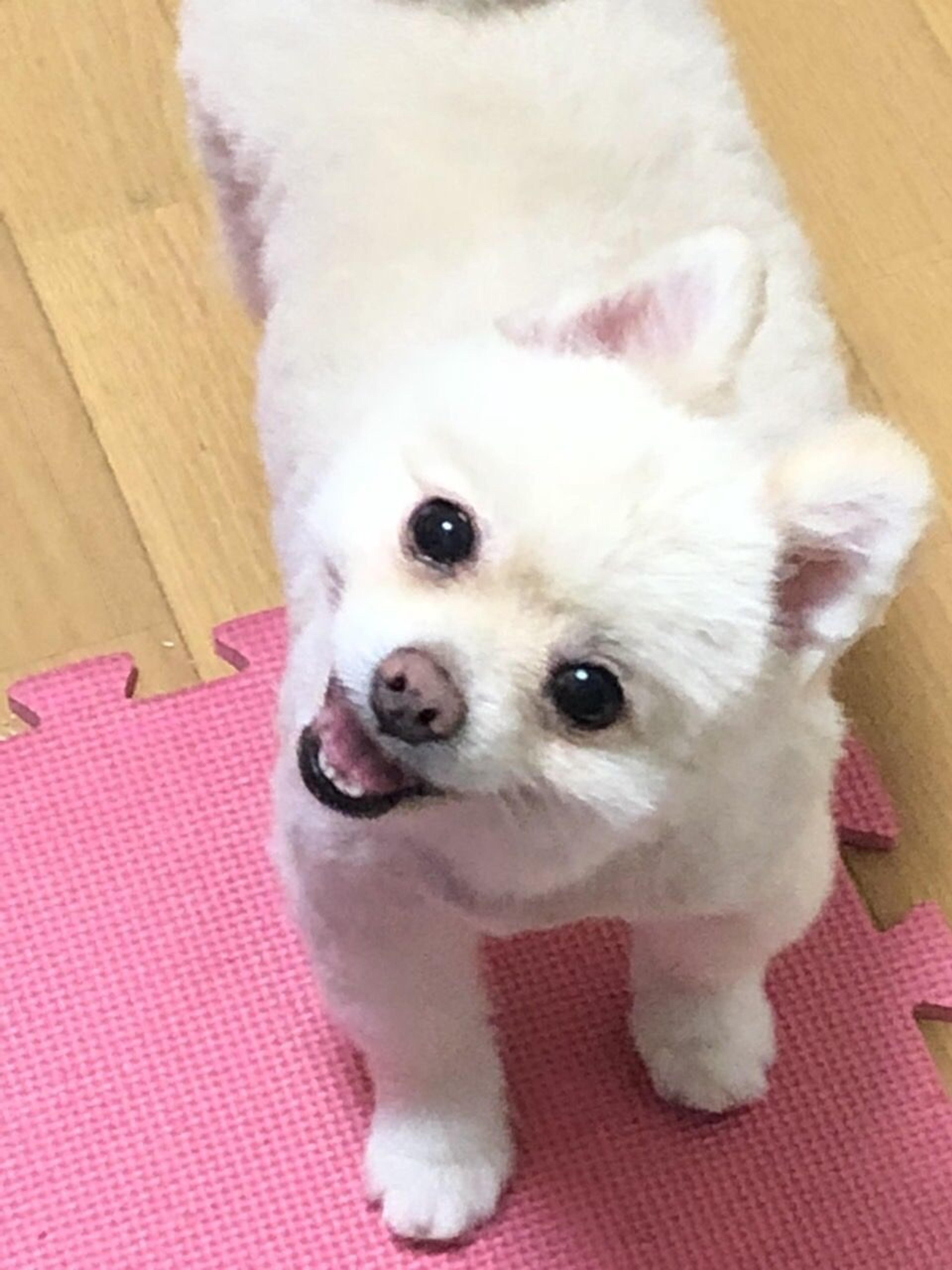 pet-image-2
