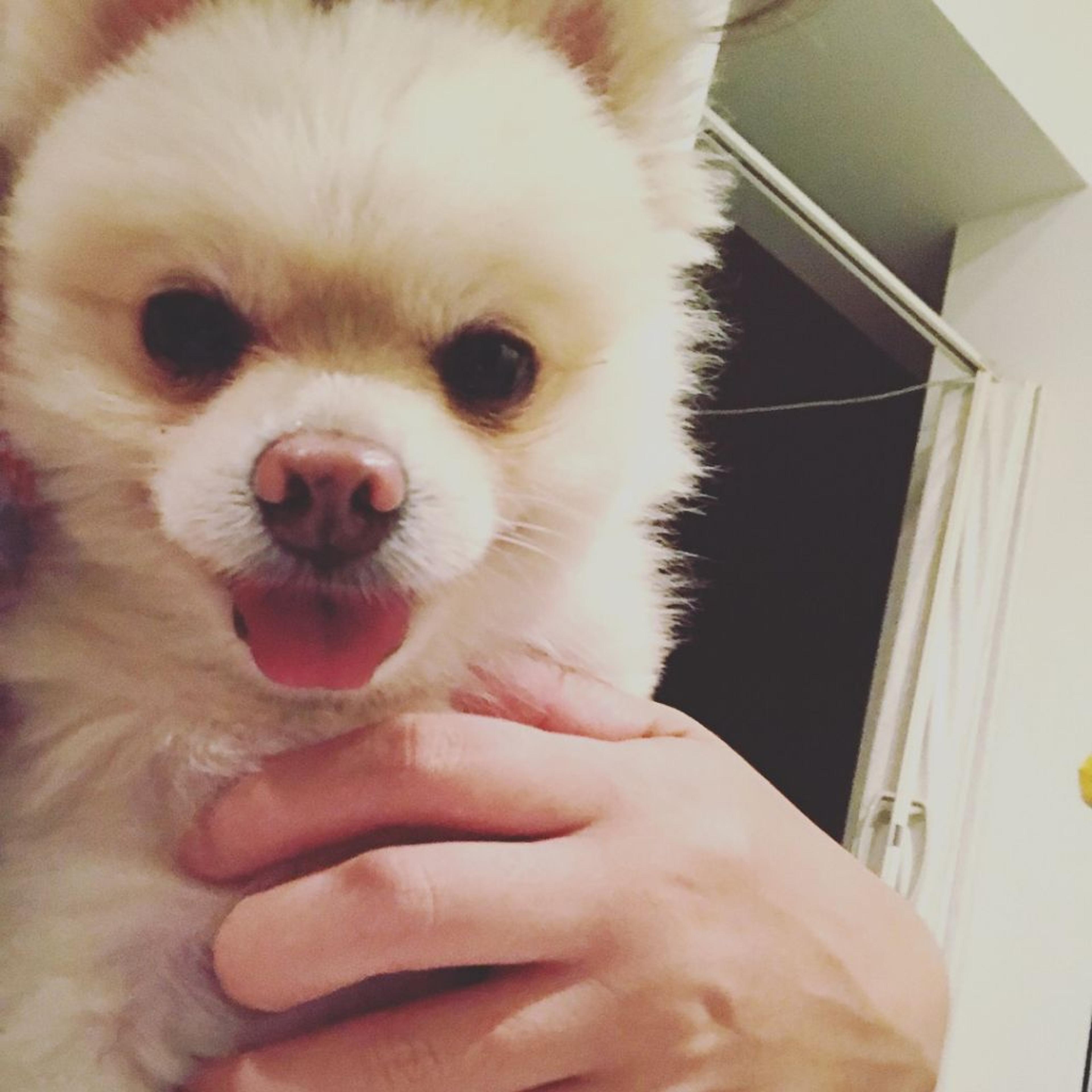pet-image-3
