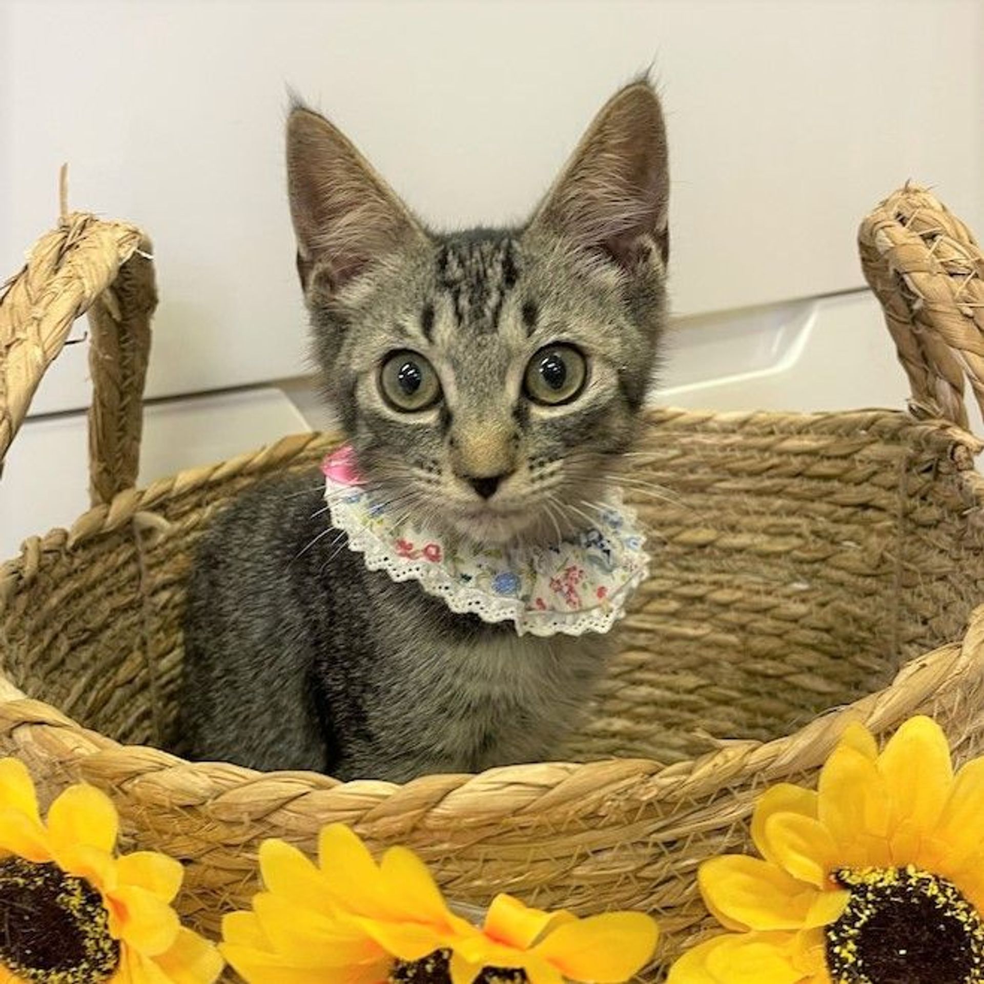 雑種（ミックス猫）・オスの里親募集の写真