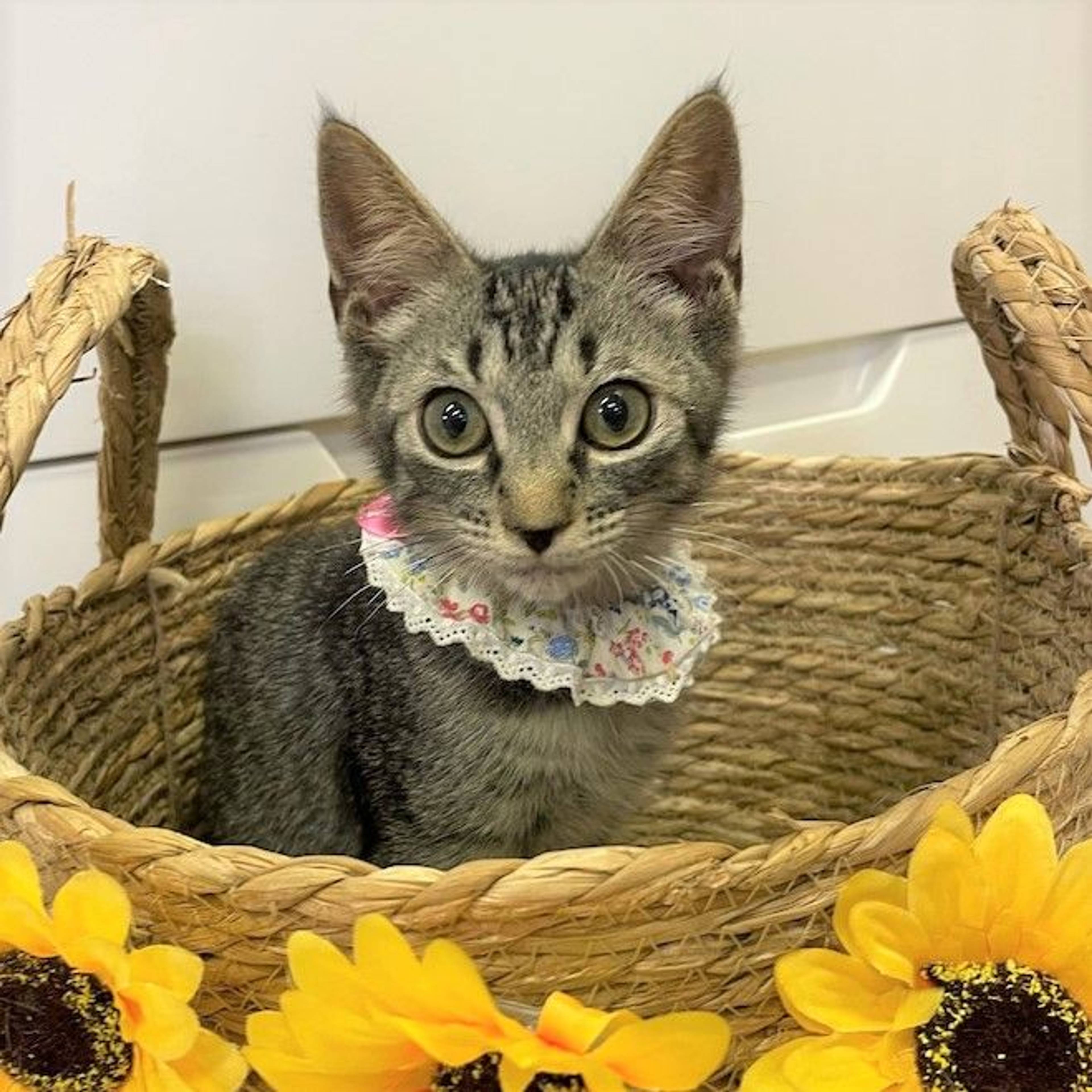 雑種（ミックス猫）・オスの里親募集の写真