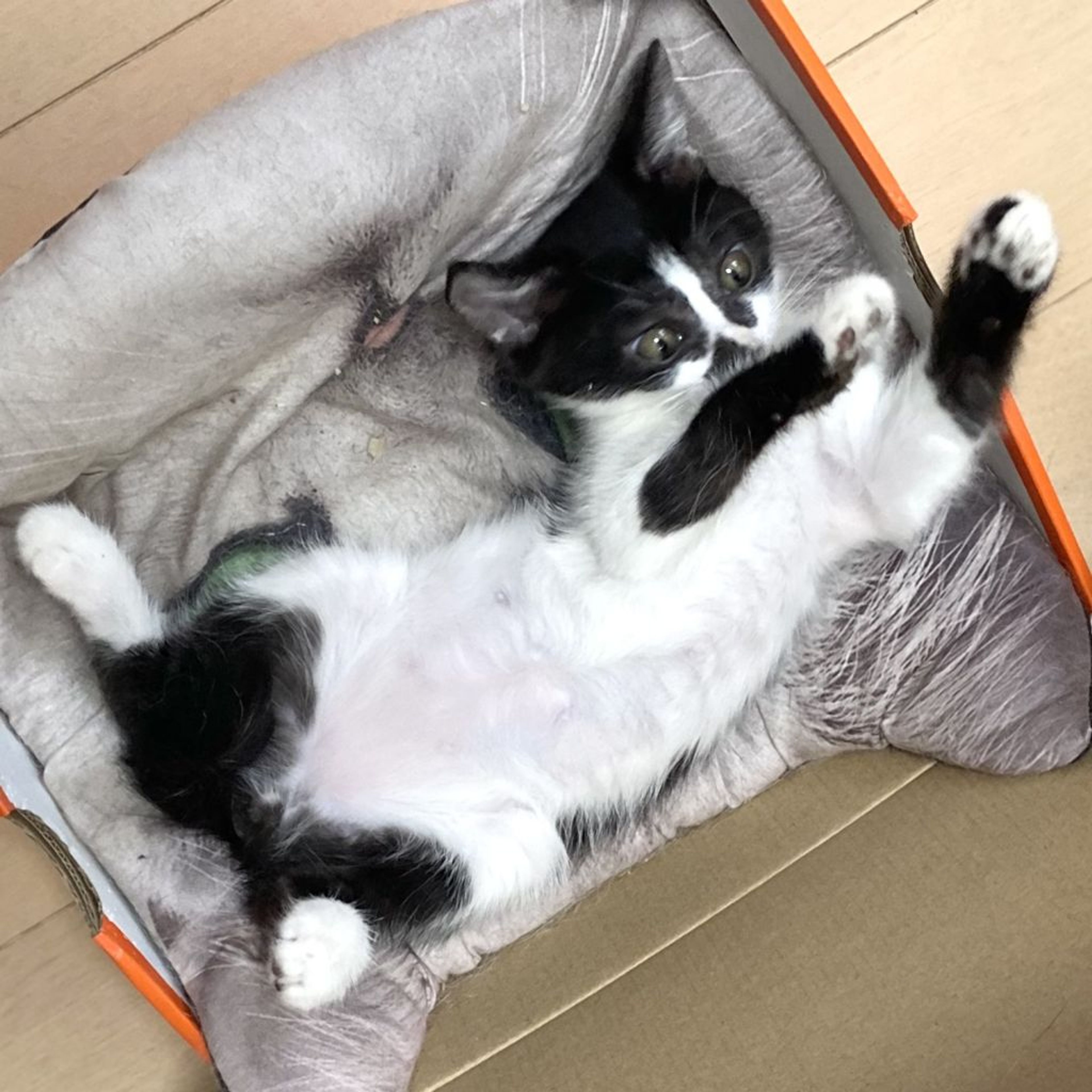 雑種（ミックス猫）・オスの里親募集の写真