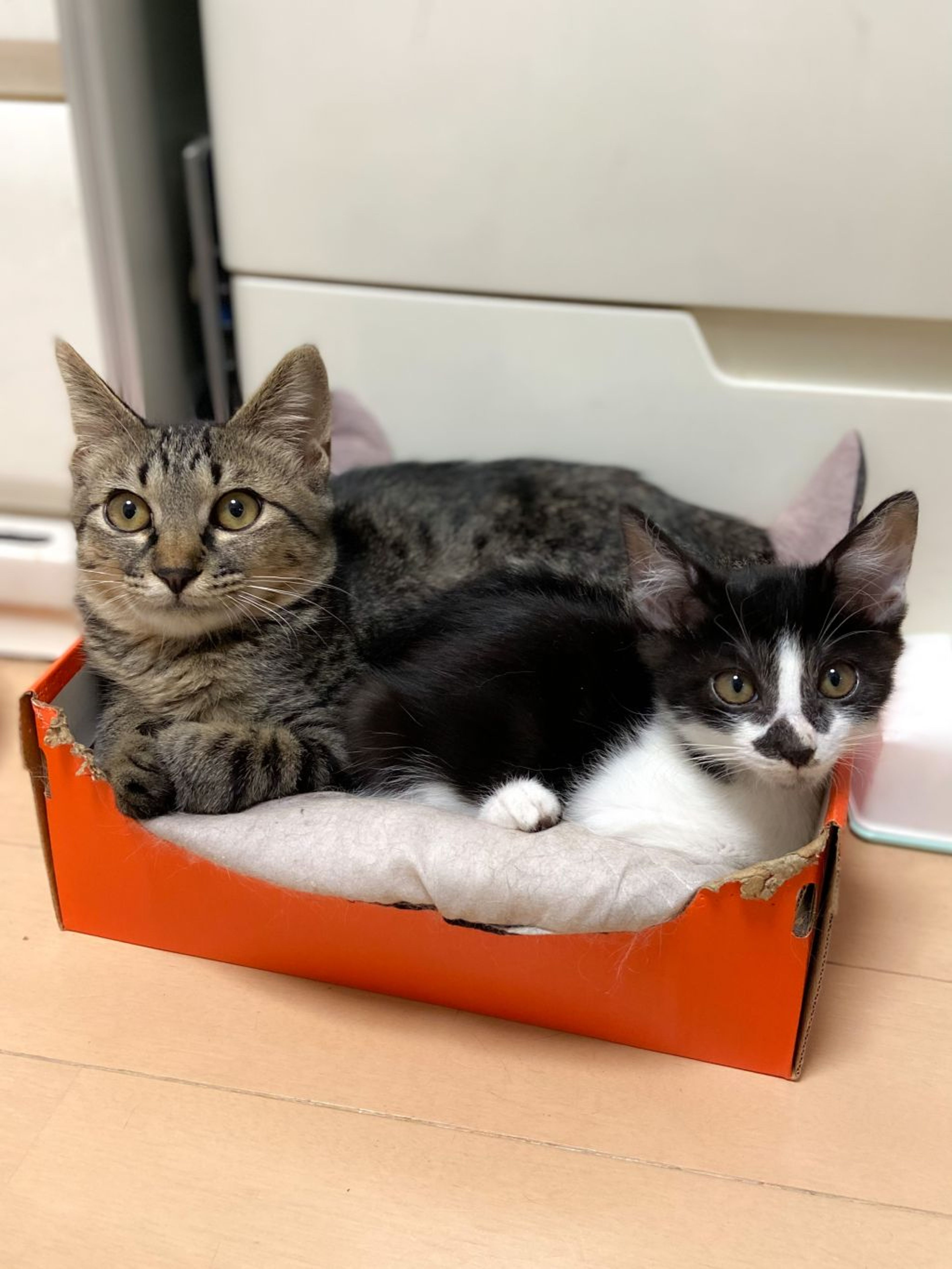 pet-image-2