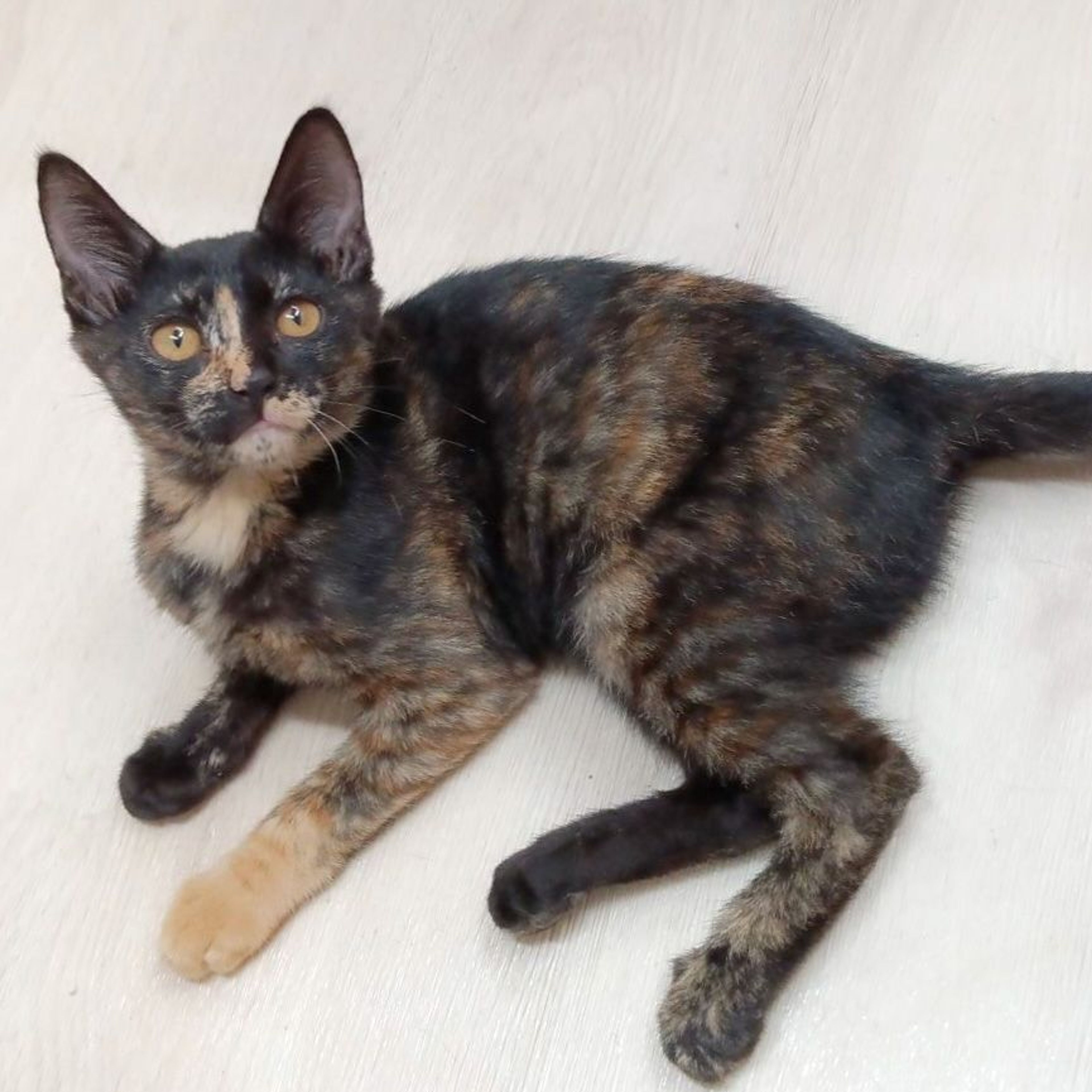 pet-image-3