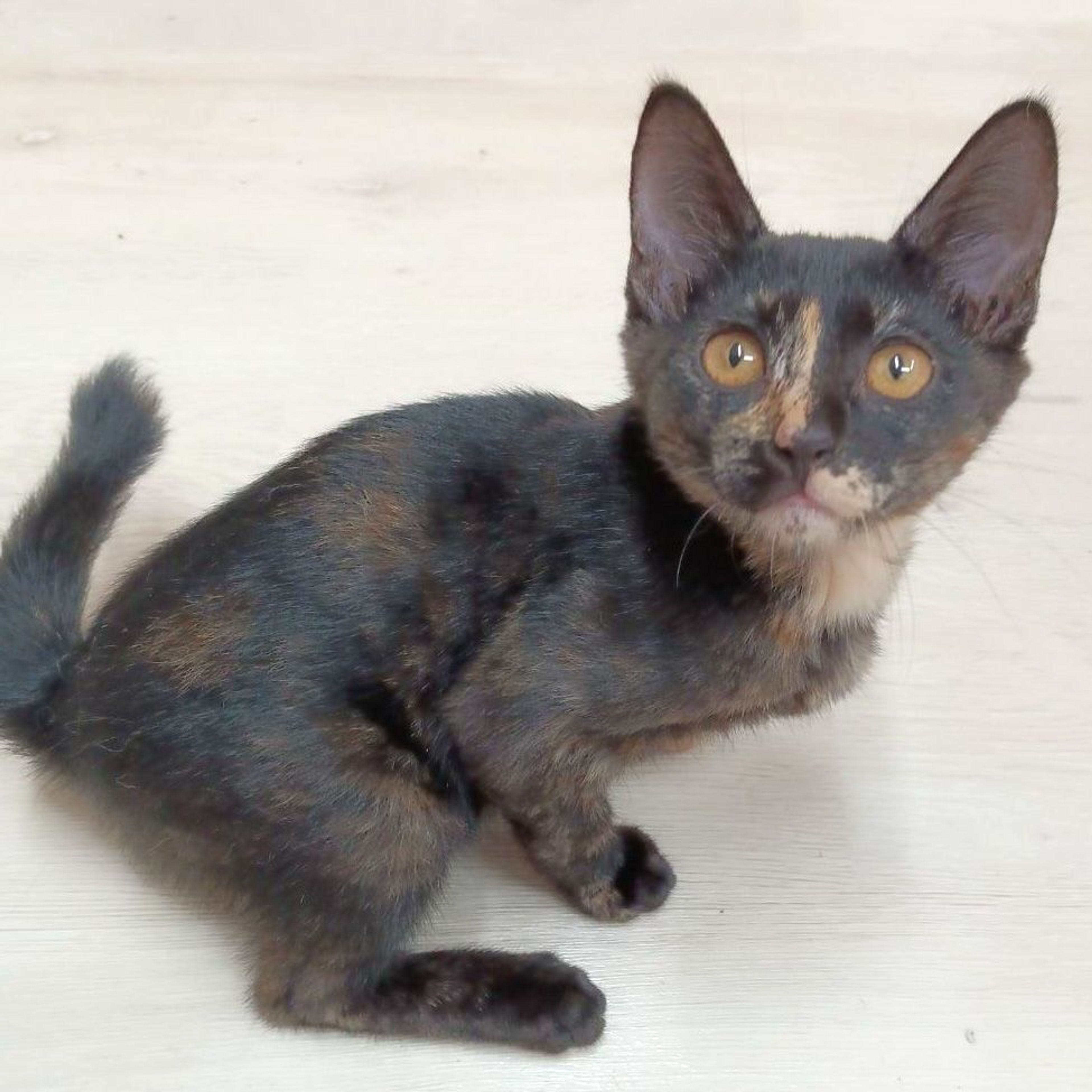 pet-image-4