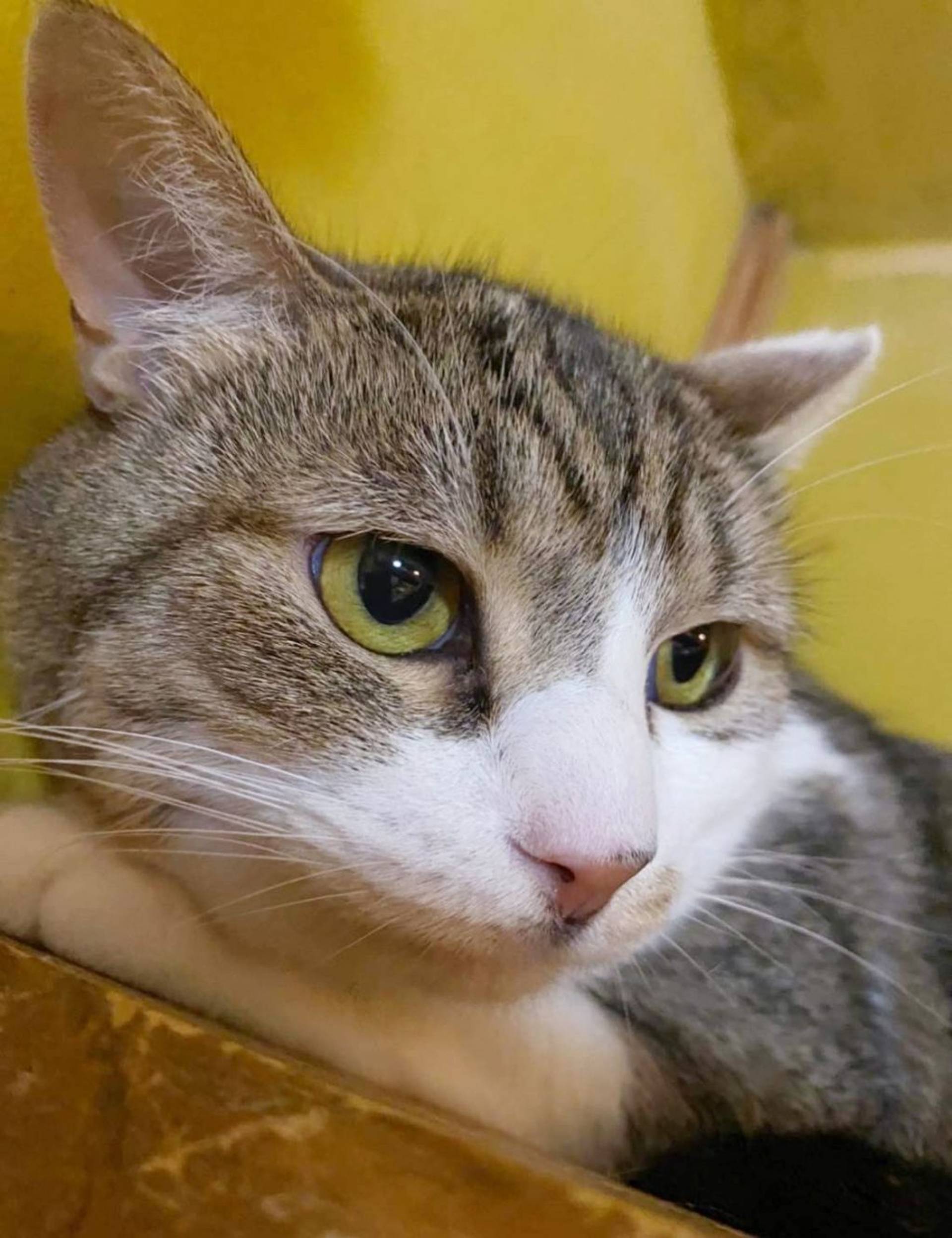 雑種（ミックス猫）・メスの里親募集の写真