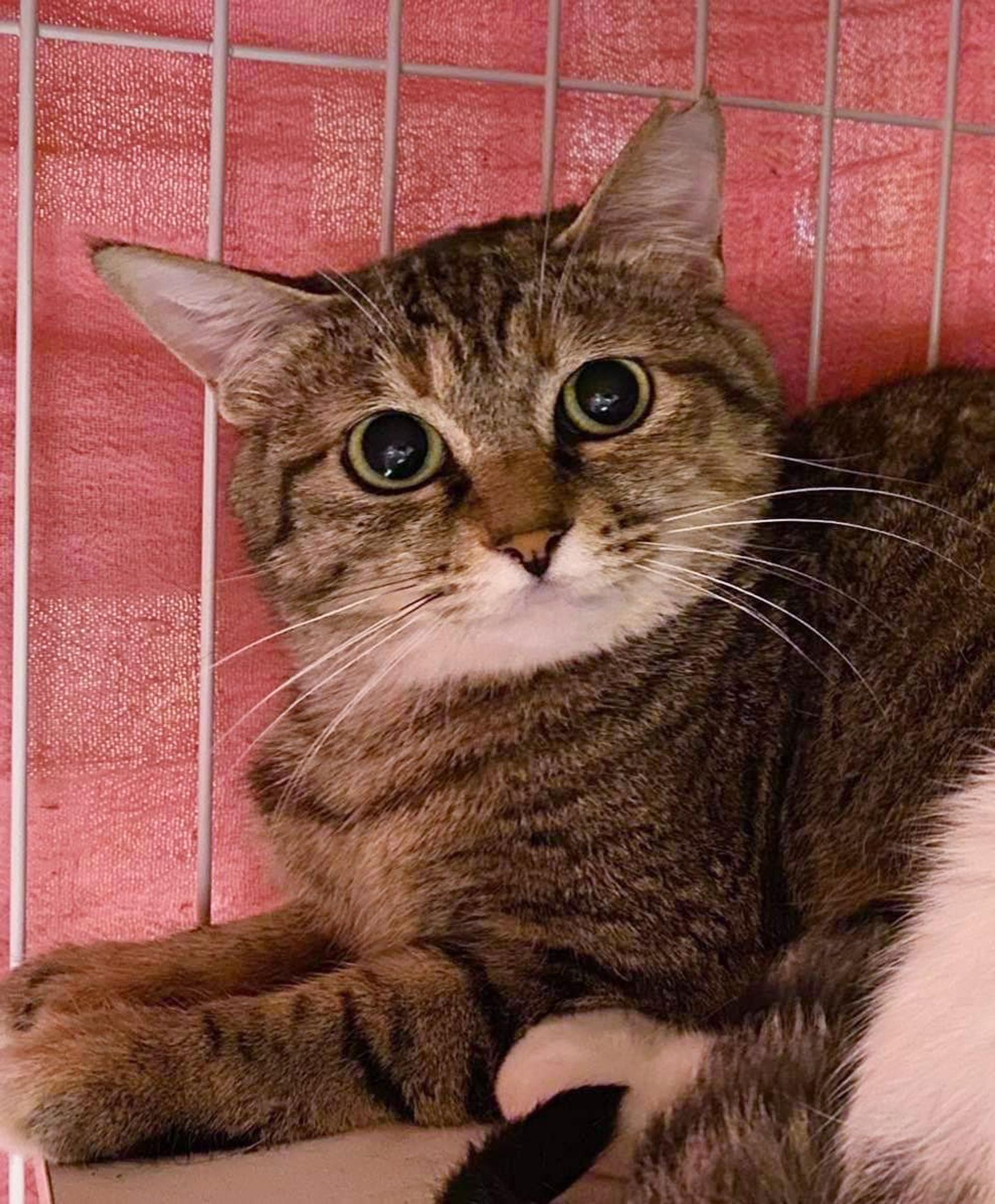 pet-image-3