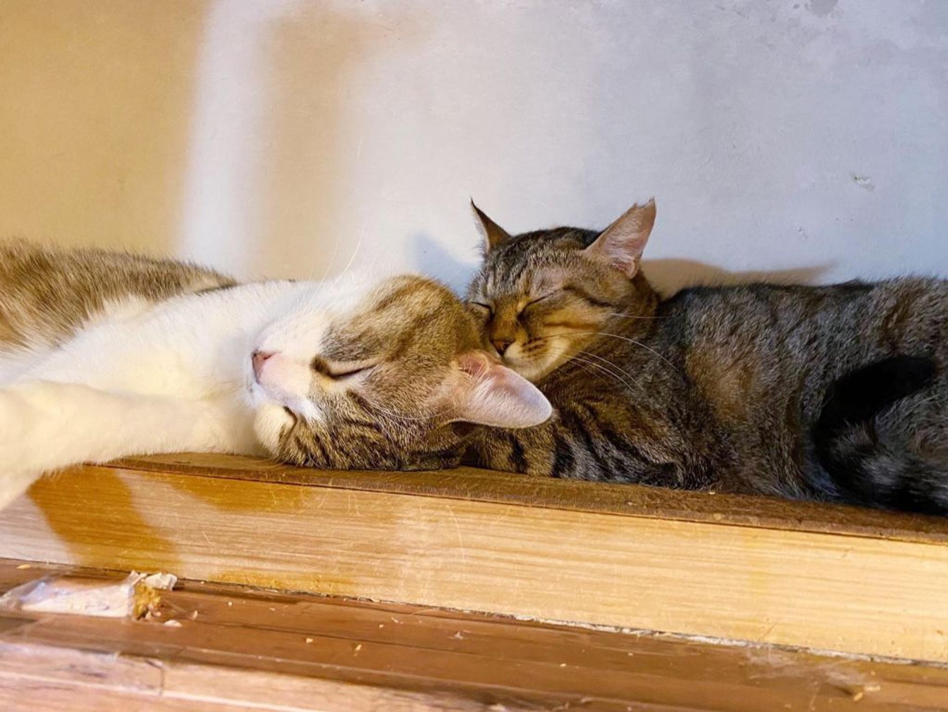 pet-image-5