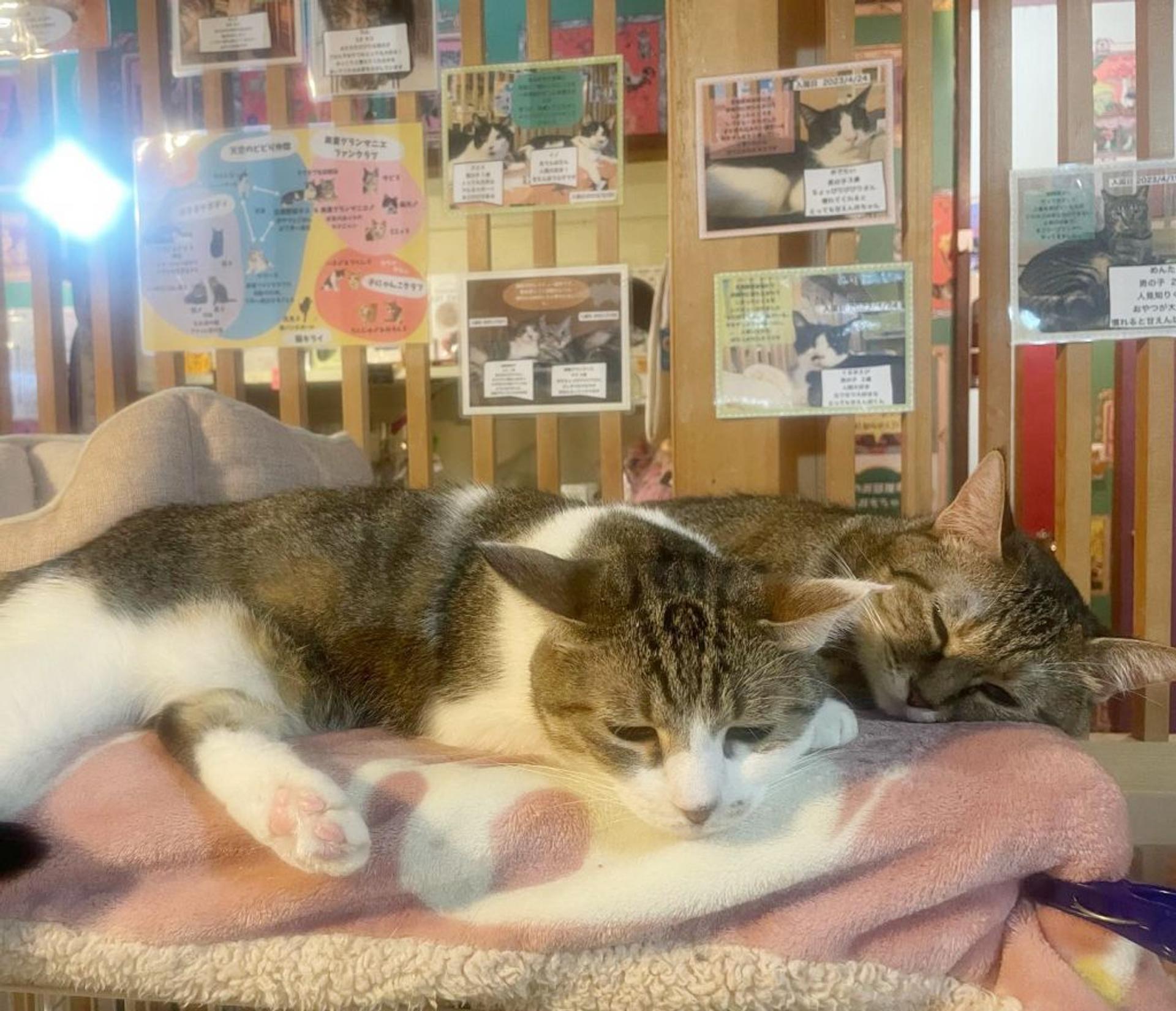 pet-image-6