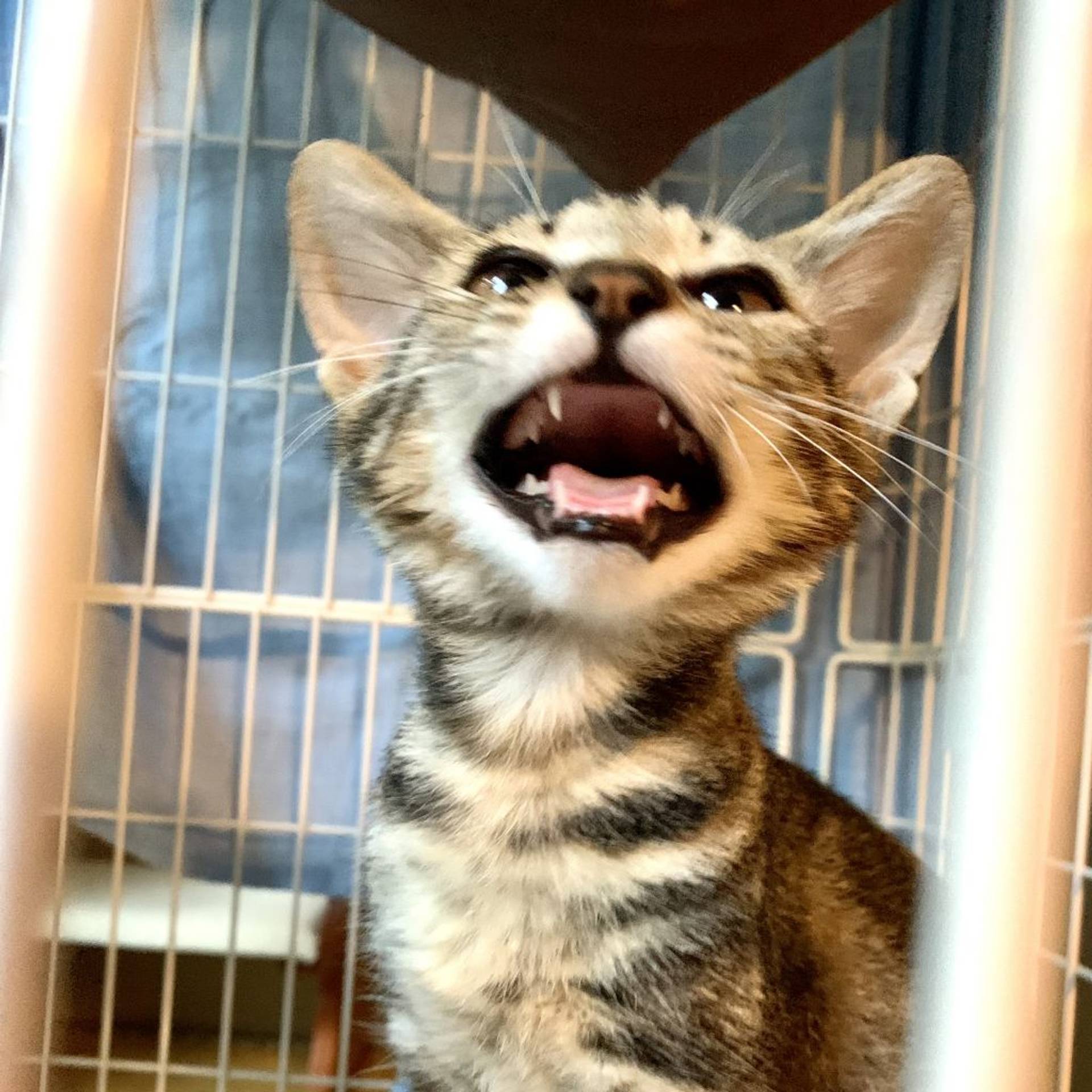 雑種（ミックス猫）・メスの里親募集の写真