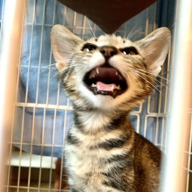 あめちゃんの写真