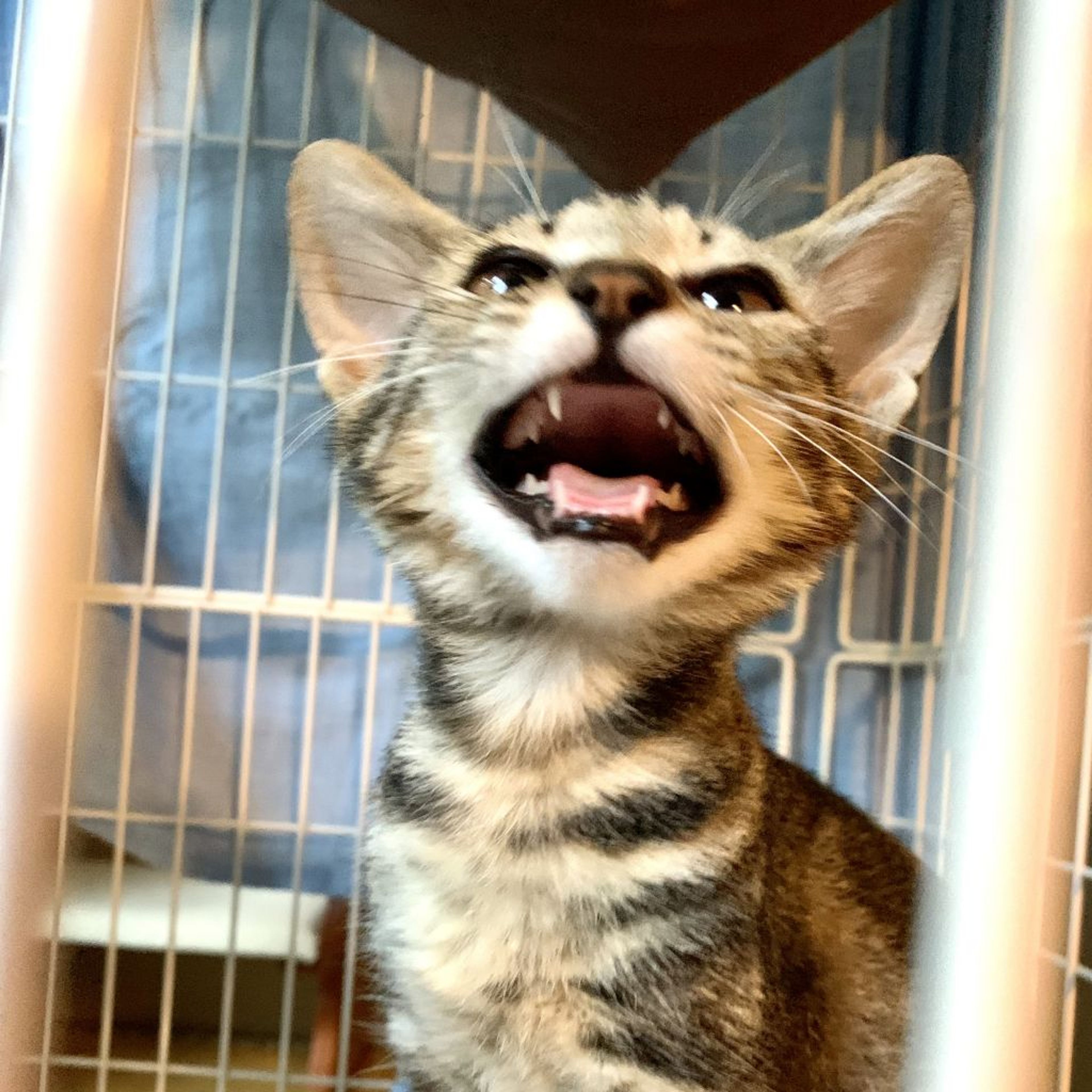 雑種（ミックス猫）・メスの里親募集の写真