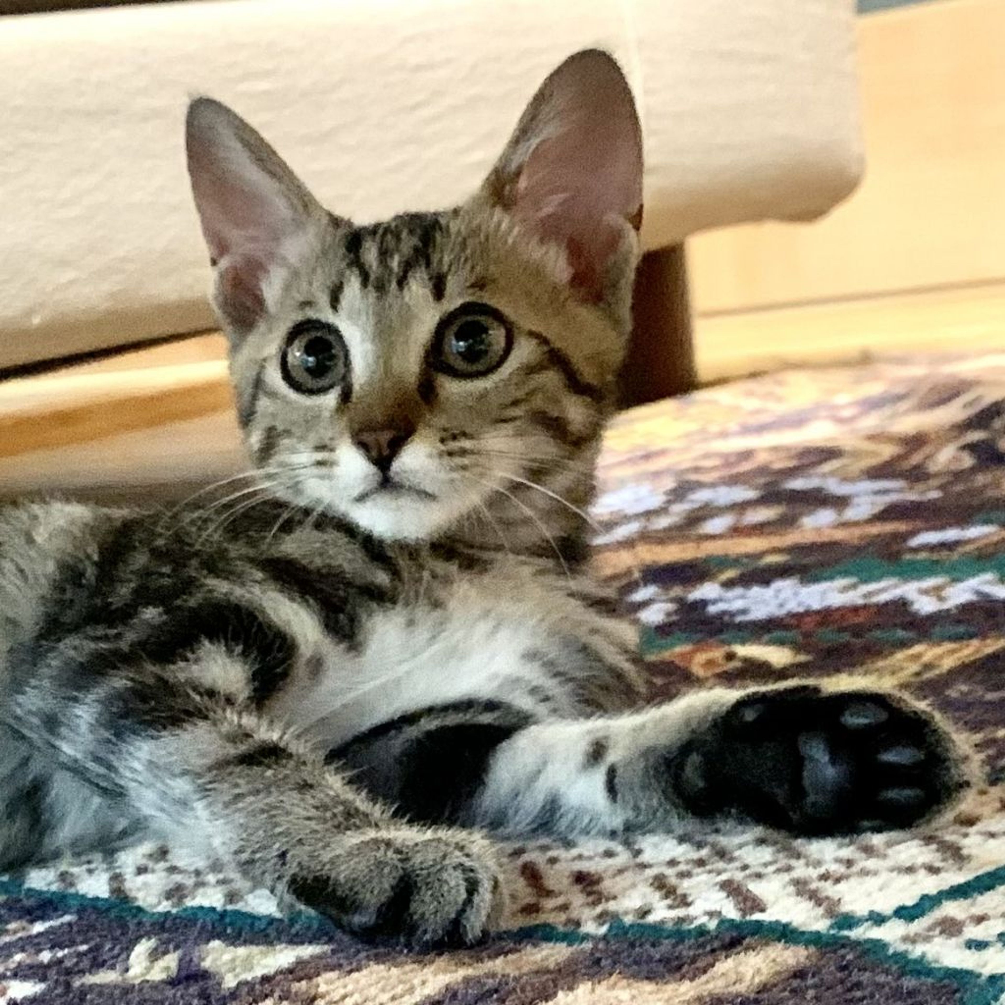 pet-image-3