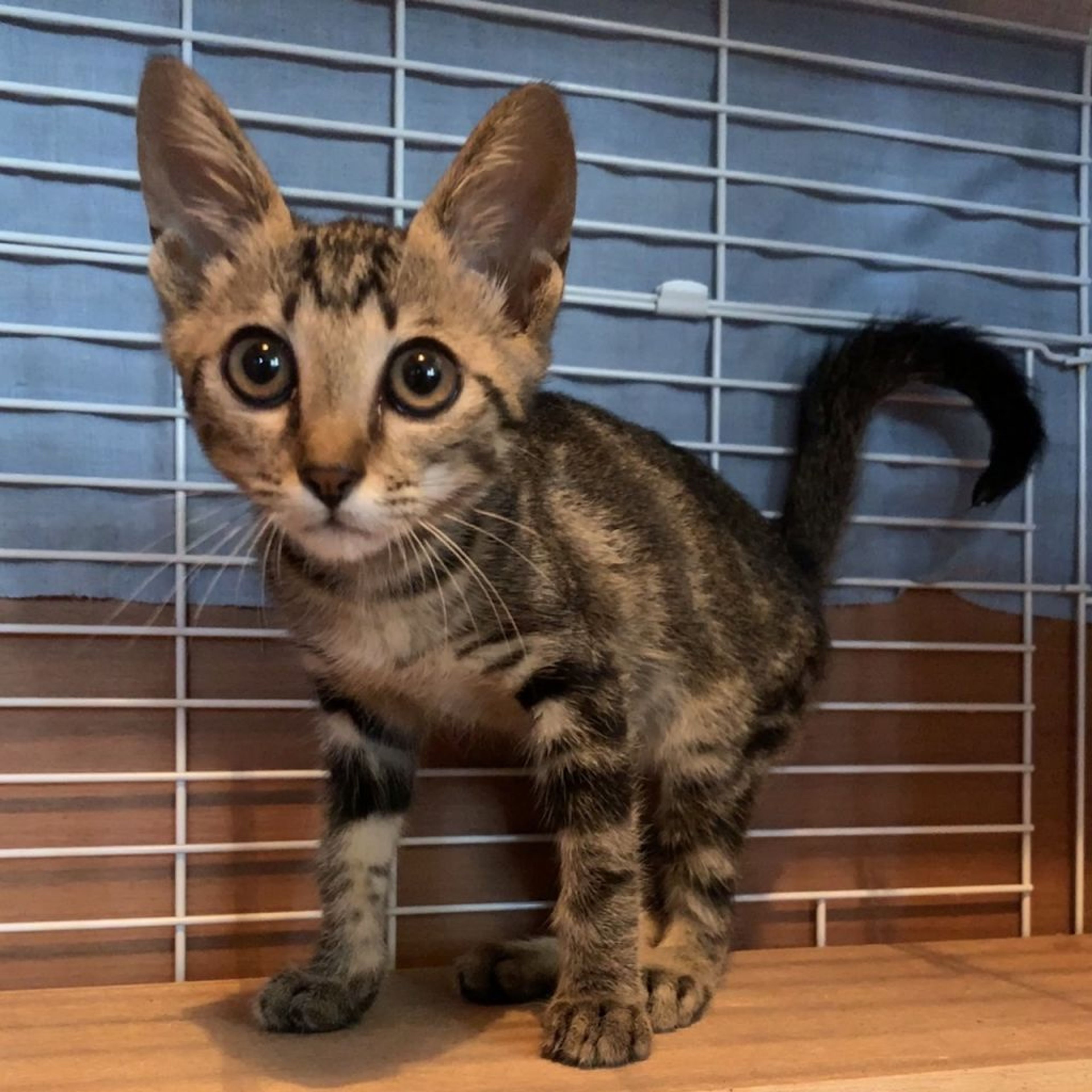 pet-image-7