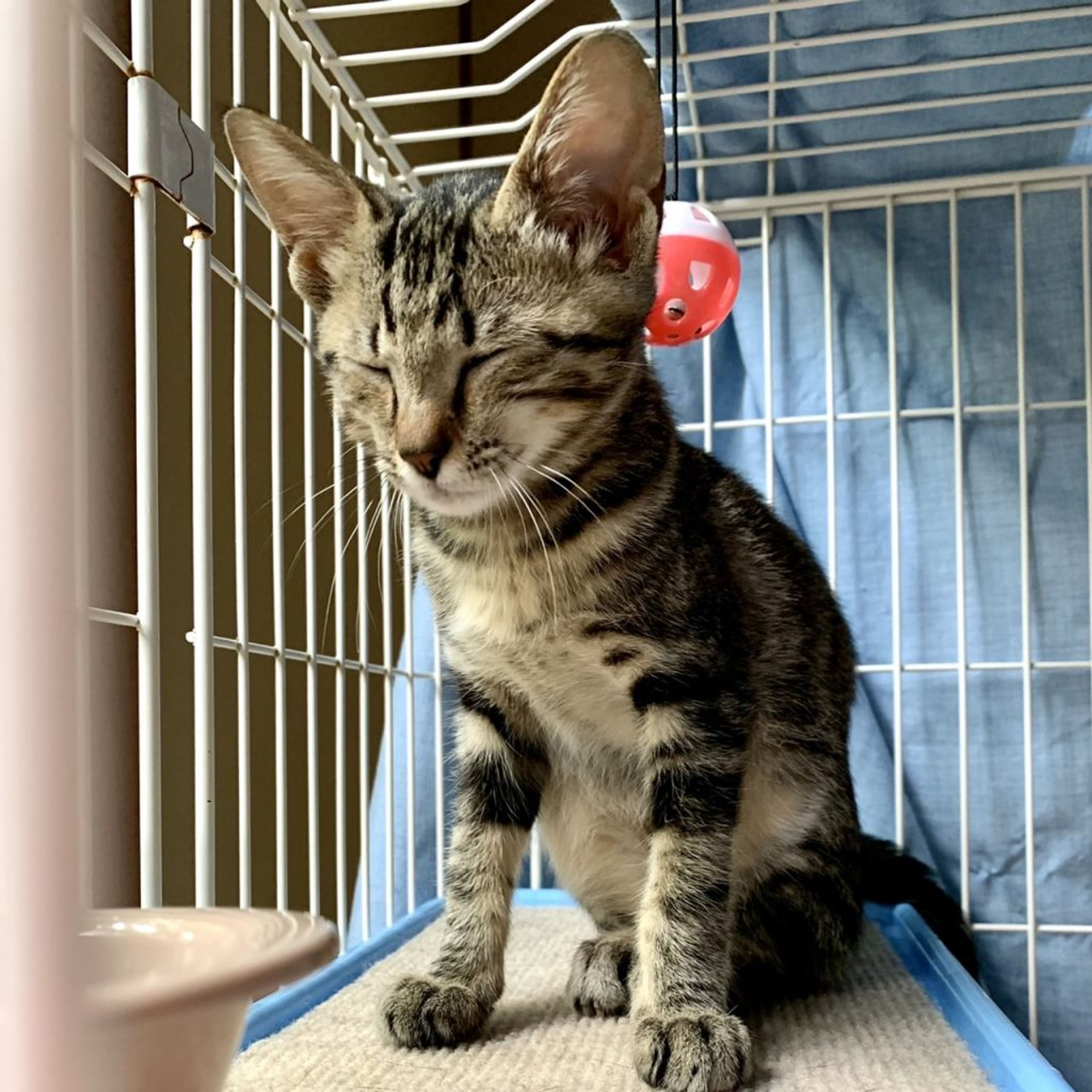 pet-image-8