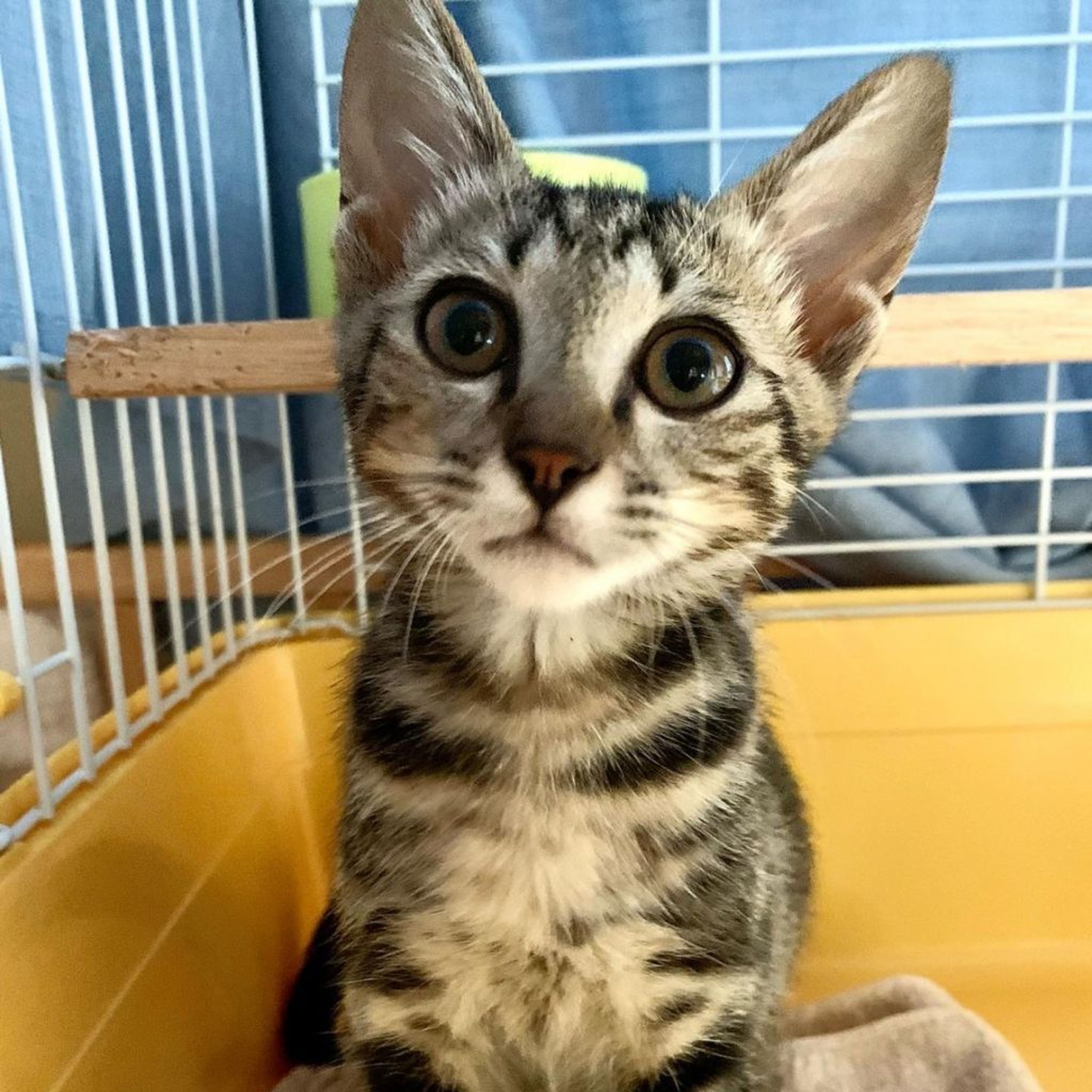 pet-image-9