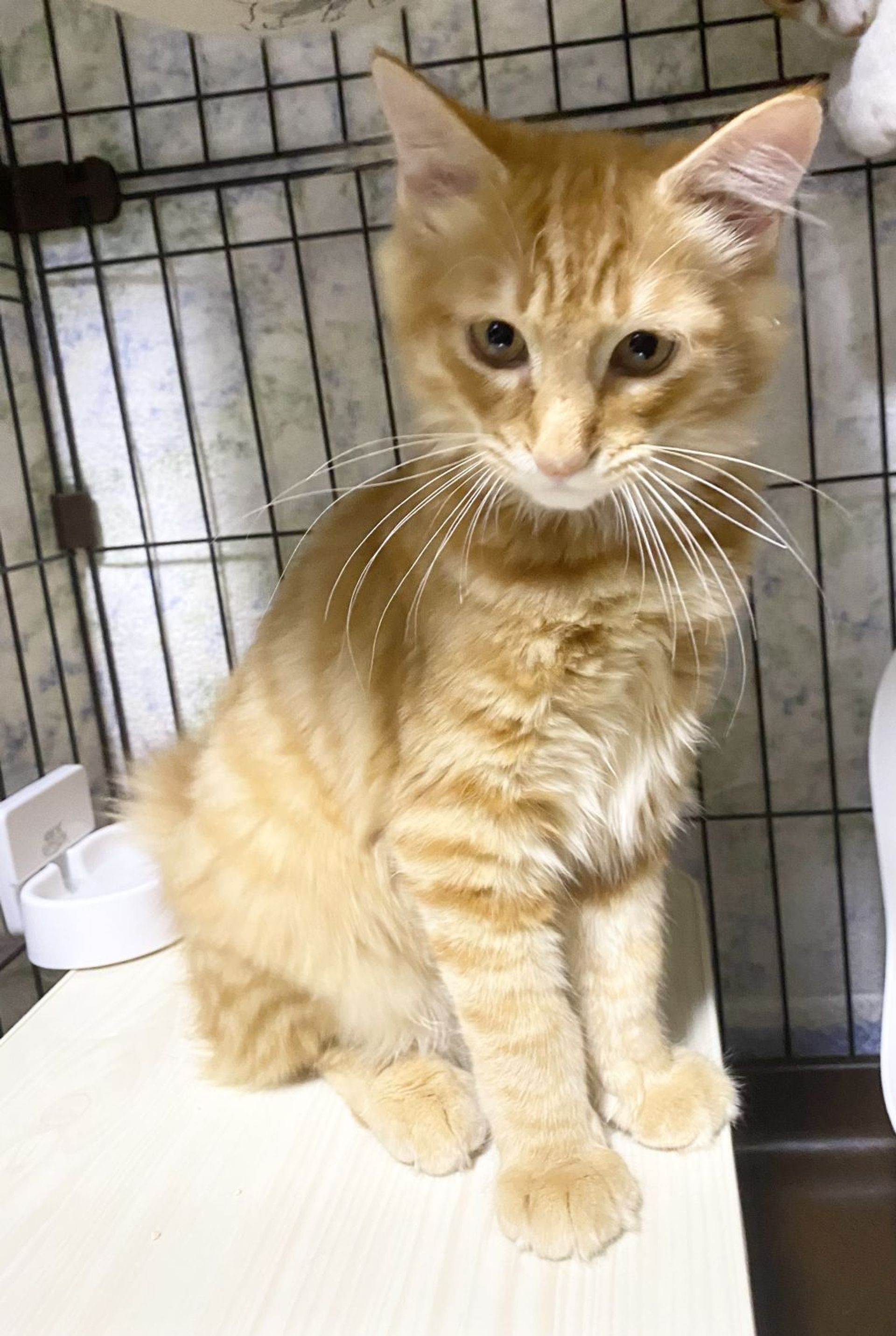 雑種（ミックス猫）・オスの里親募集の写真