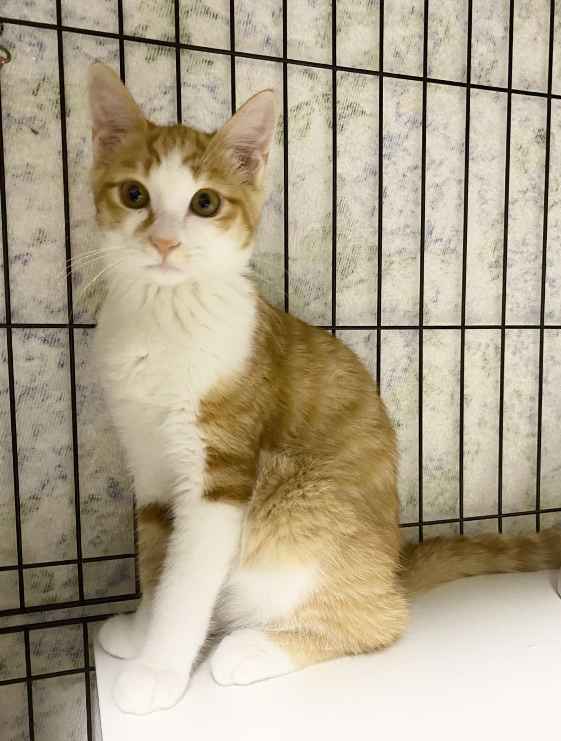 pet-image-2