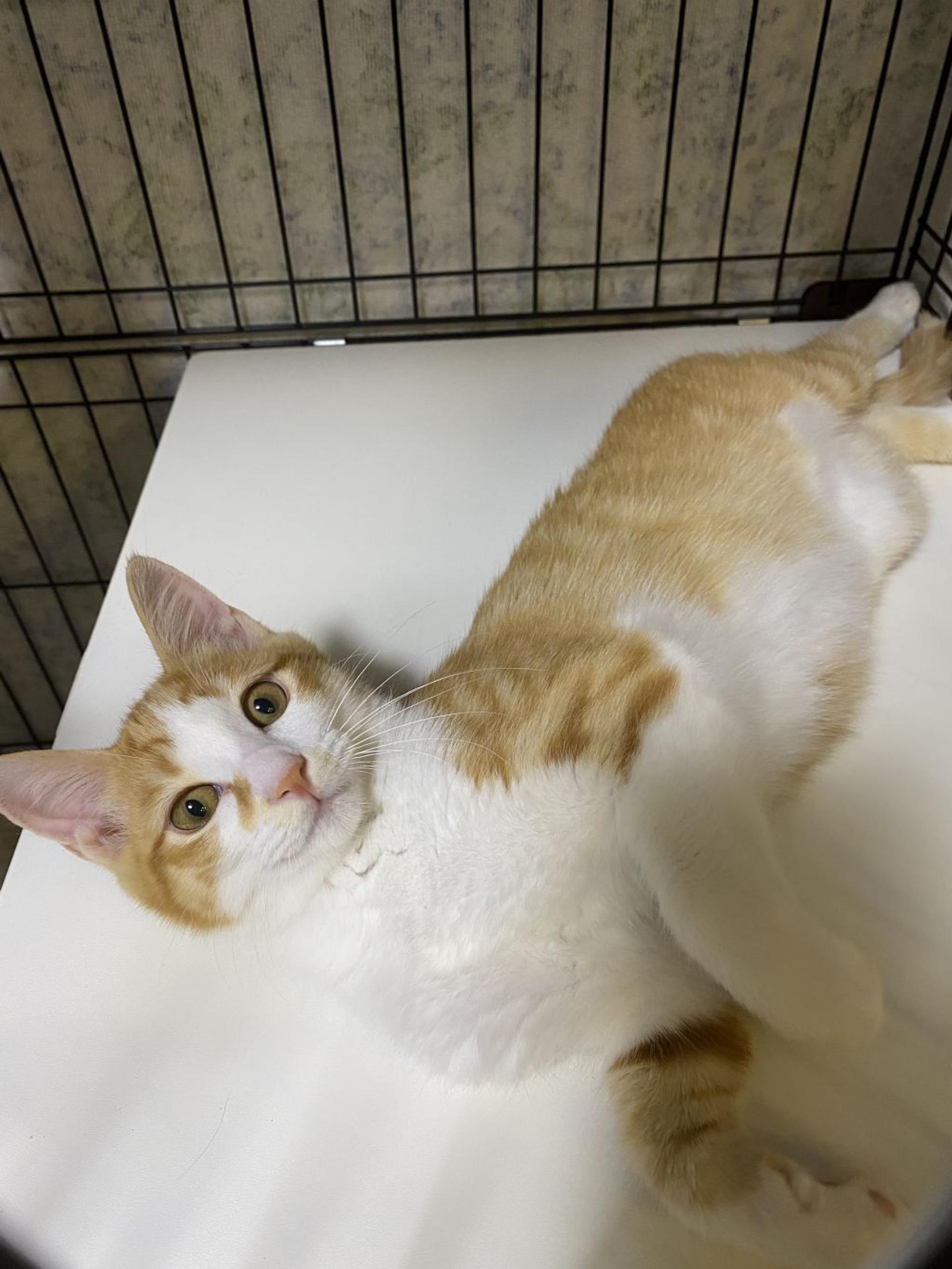 pet-image-3