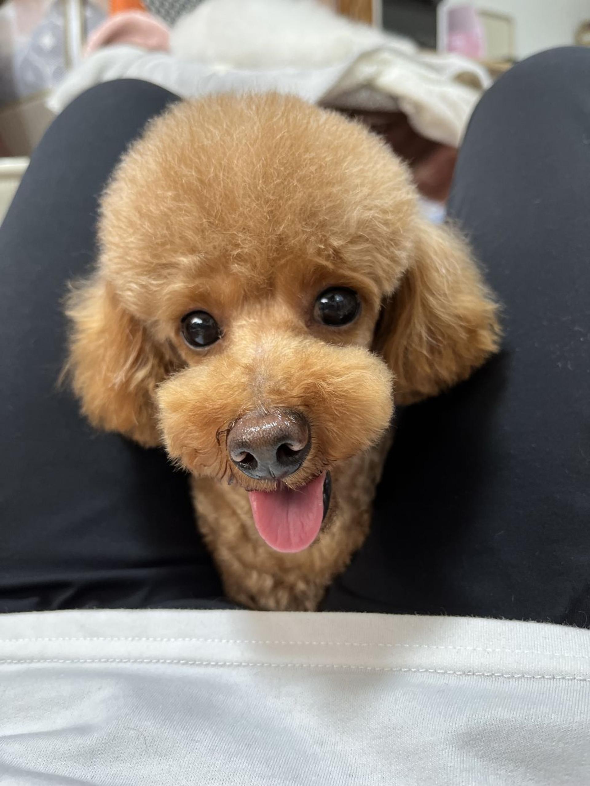 pet-image-3