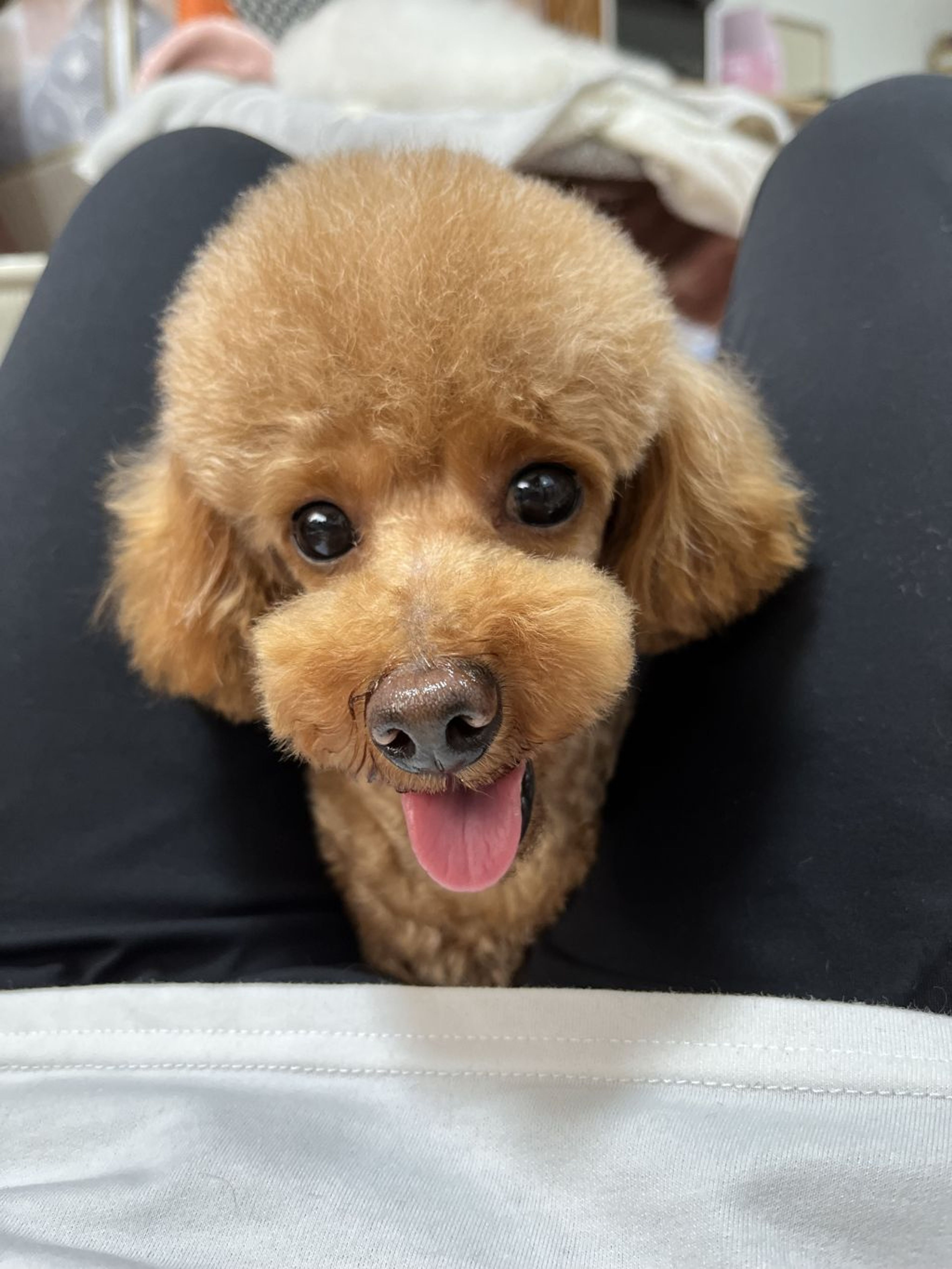 pet-image-3