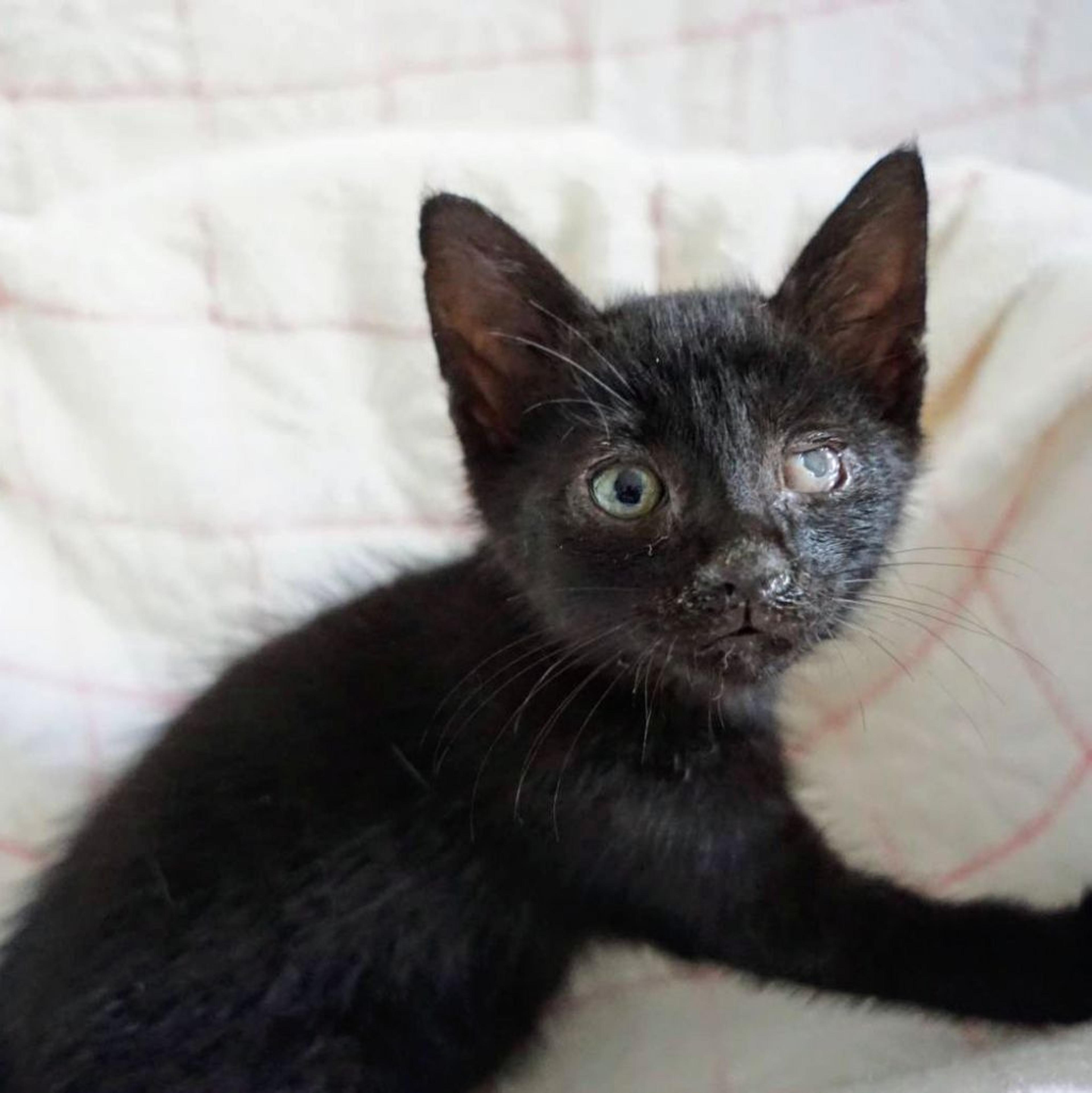 pet-image-2