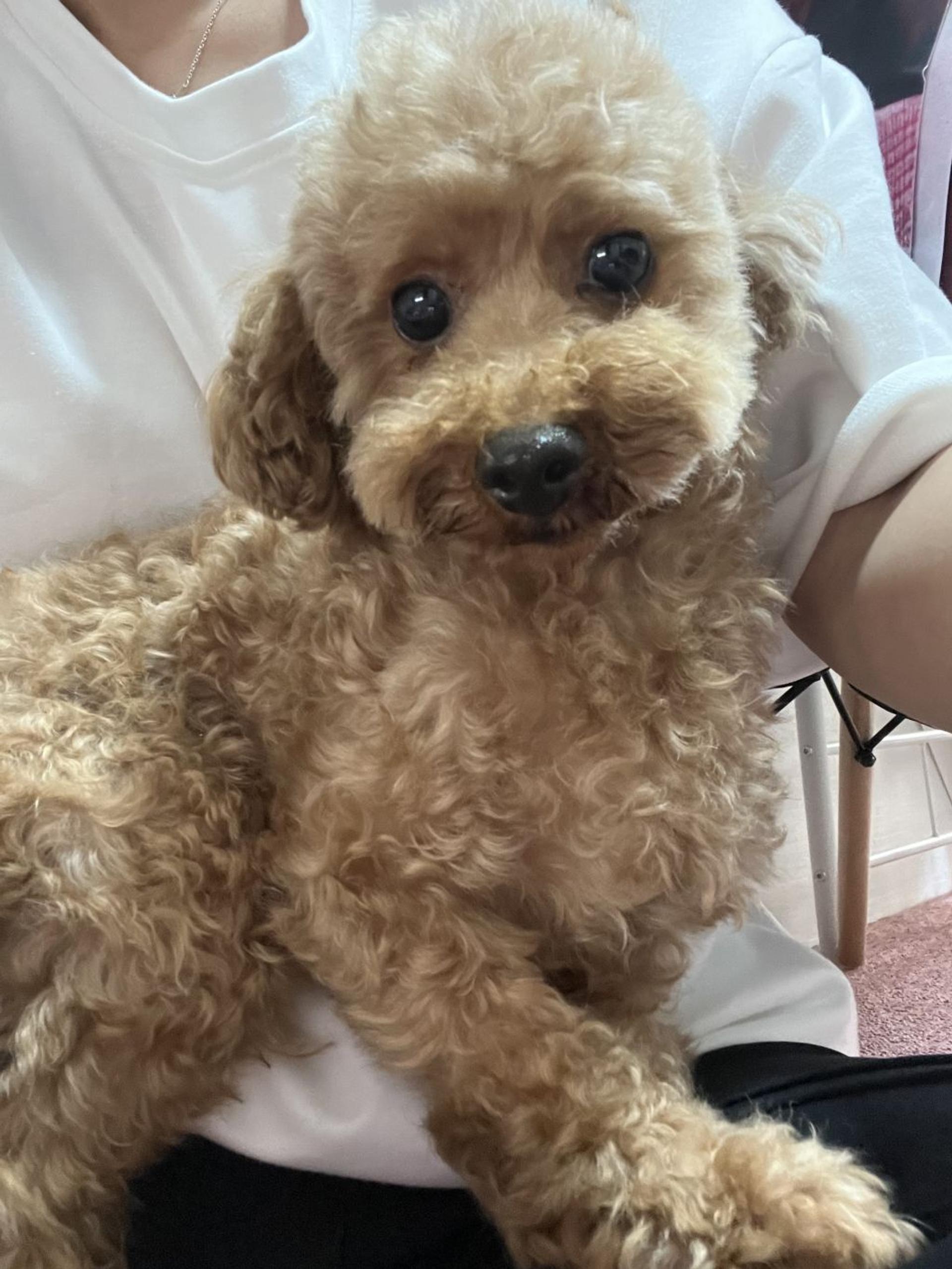 pet-image-2