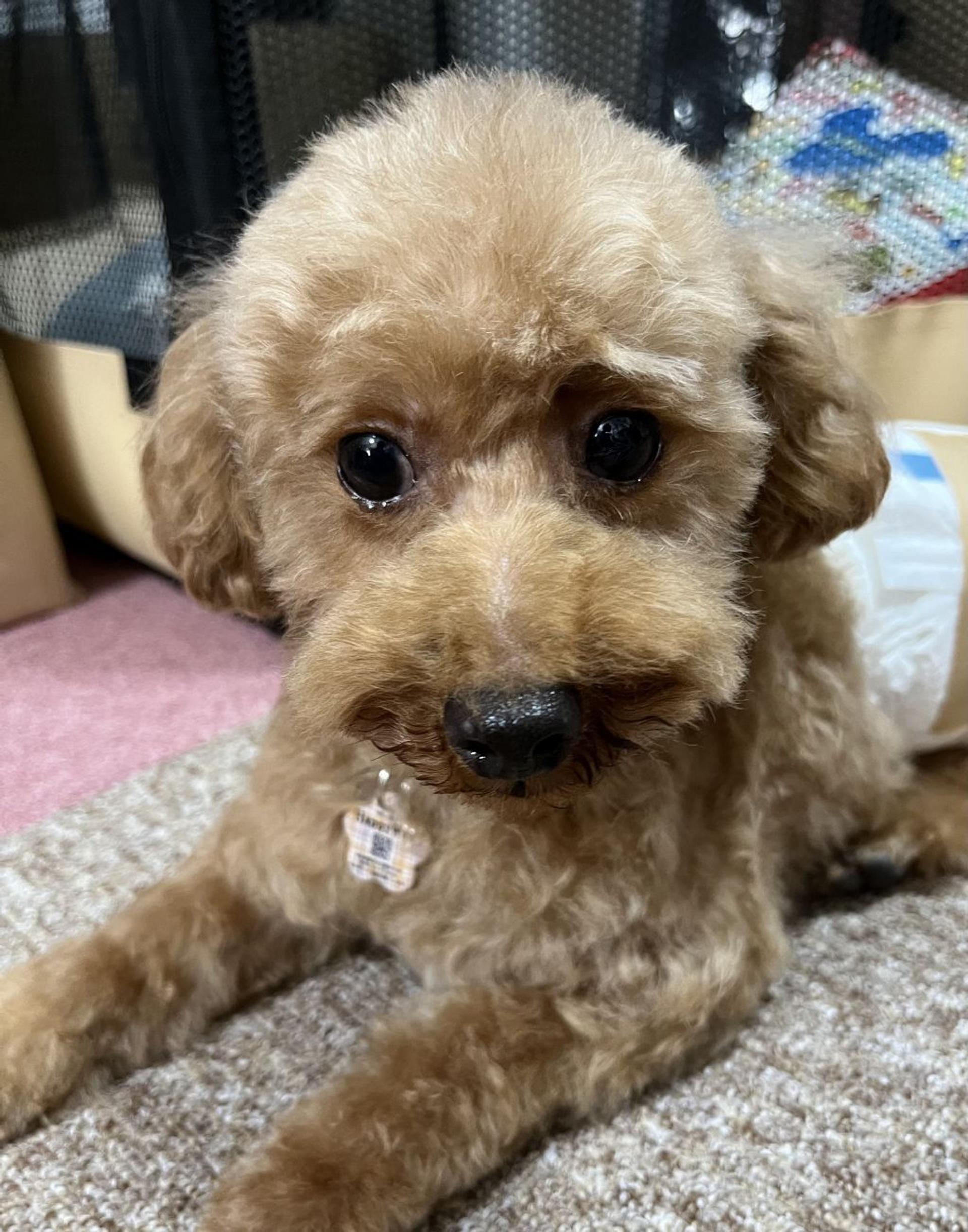 pet-image-3