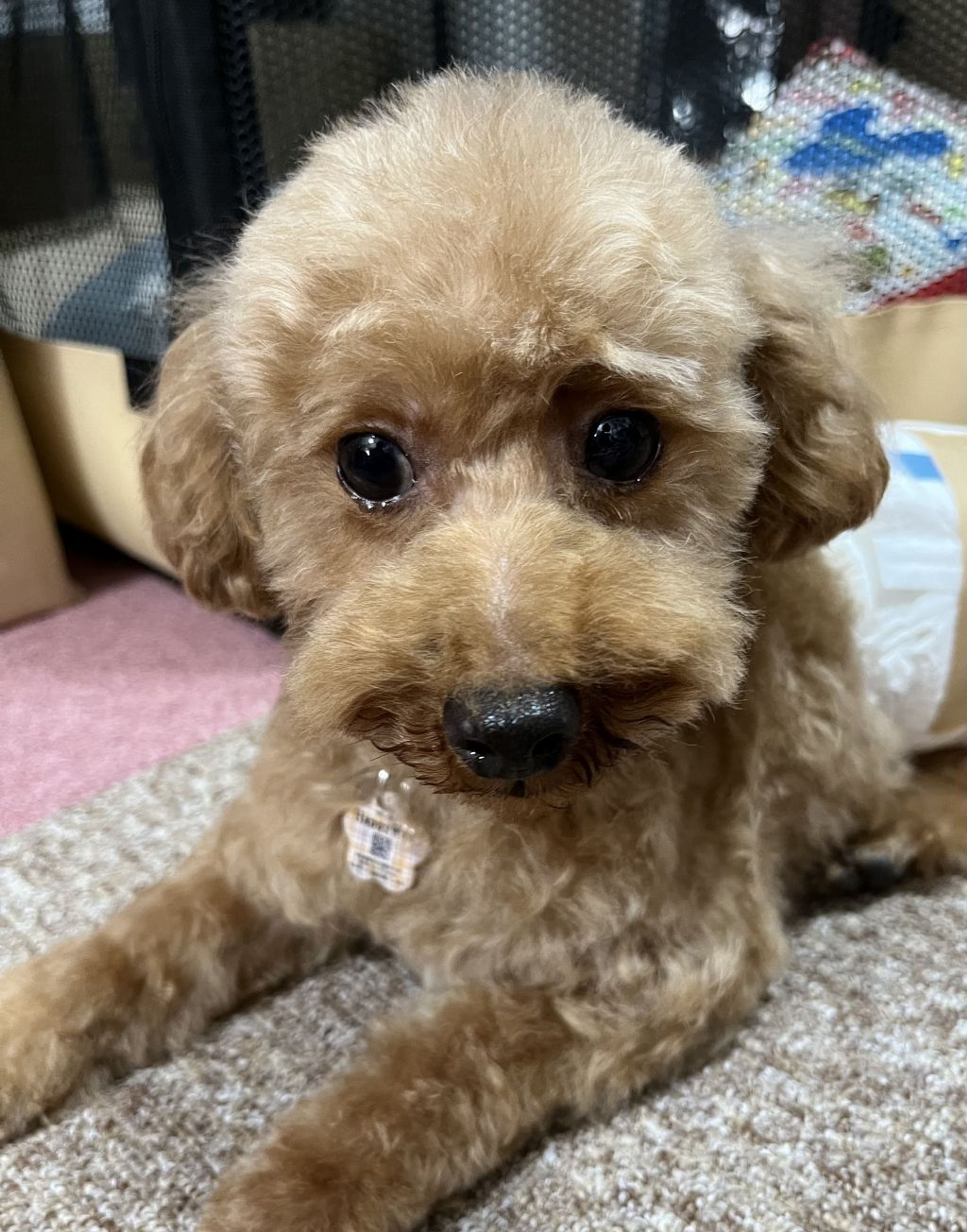 pet-image-3