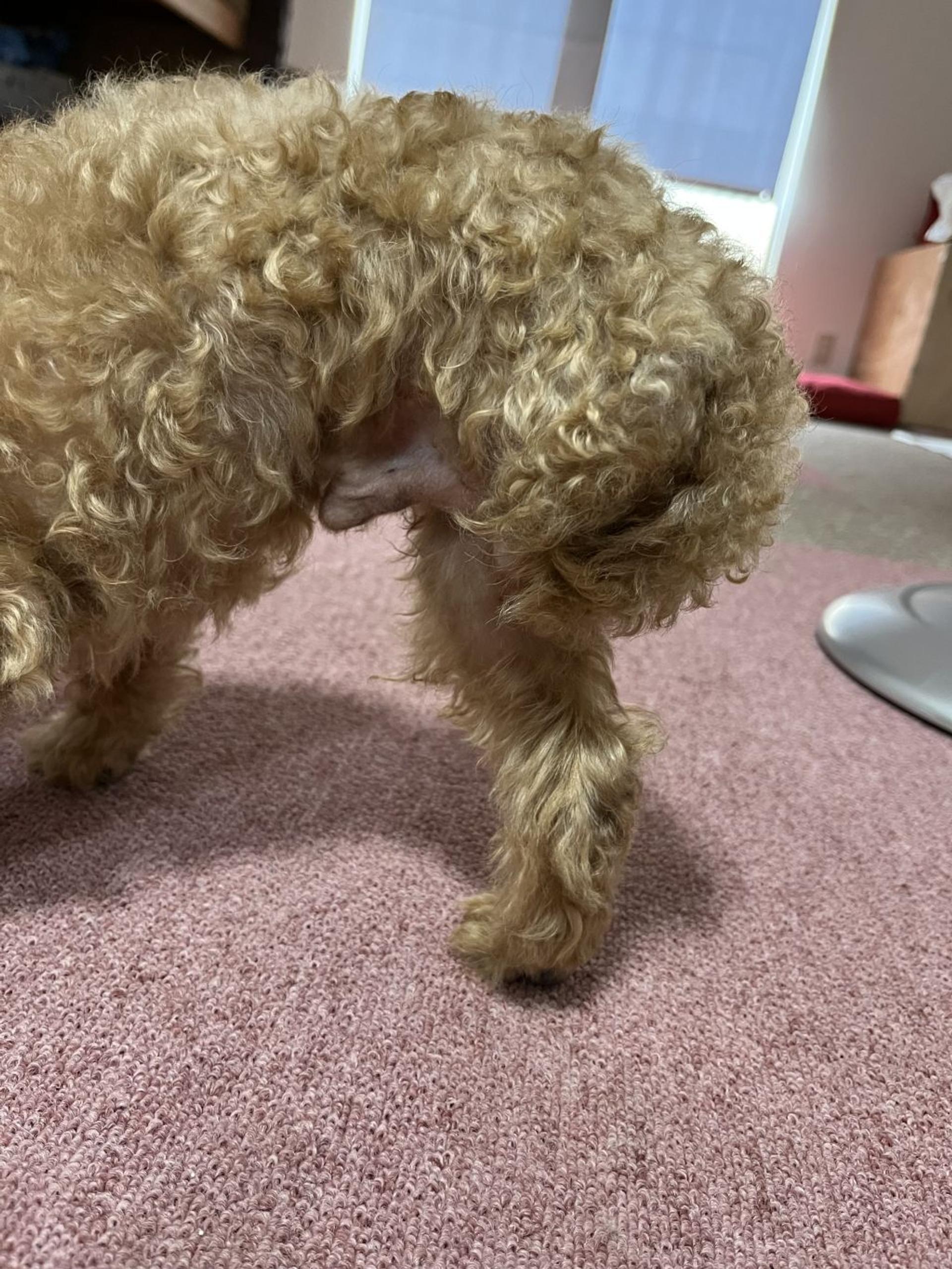 pet-image-4