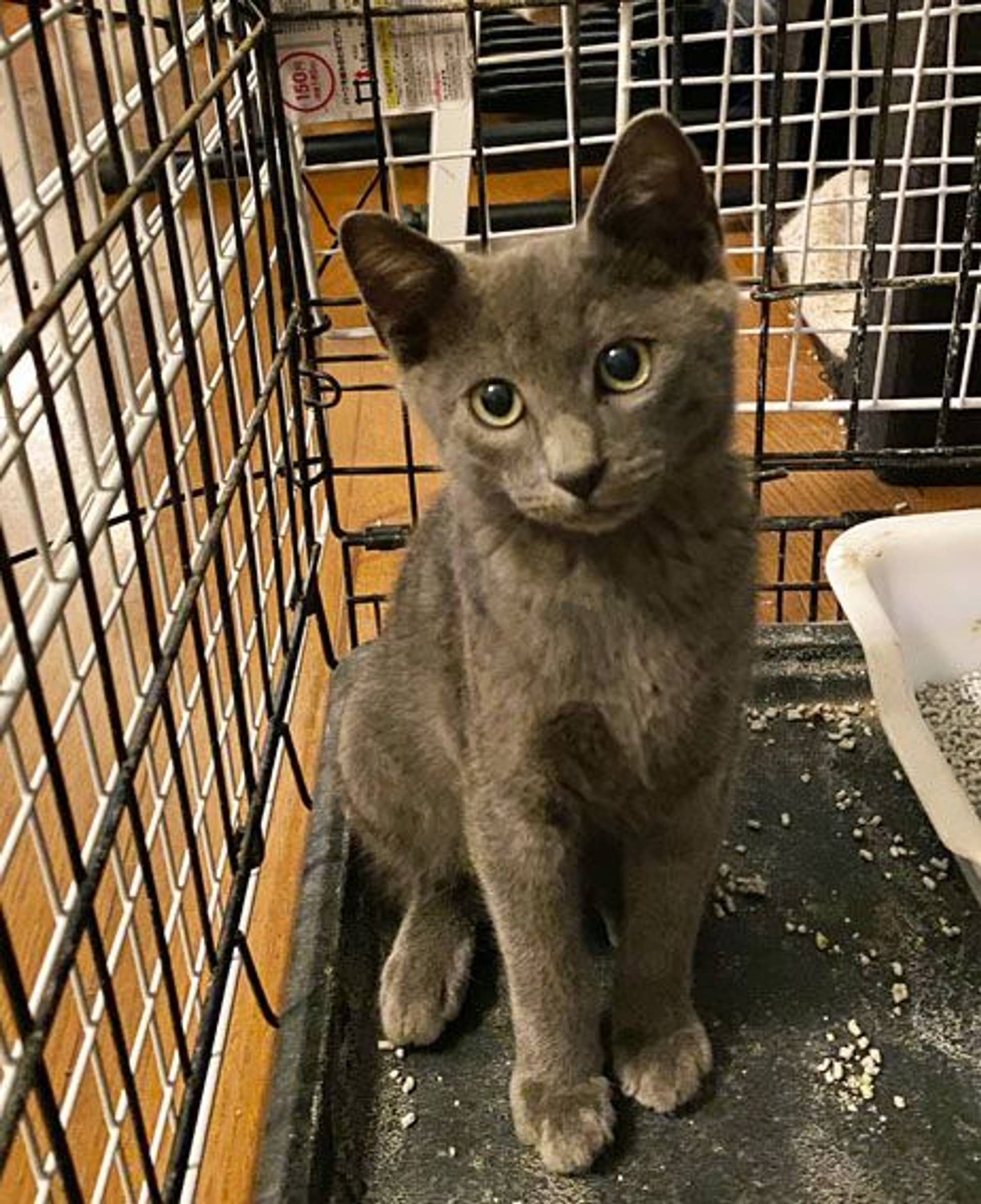 雑種（ミックス猫）・オスの里親募集の写真