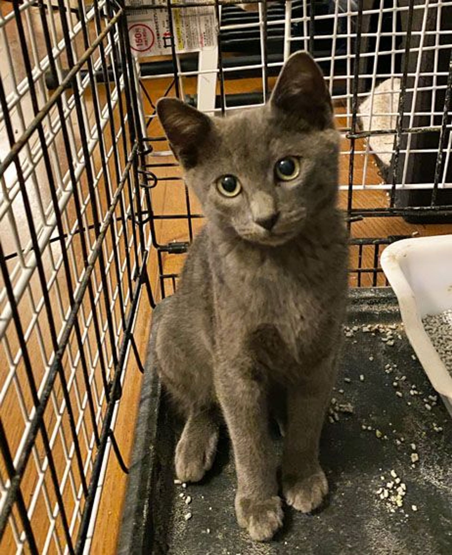 雑種（ミックス猫）・オスの里親募集の写真