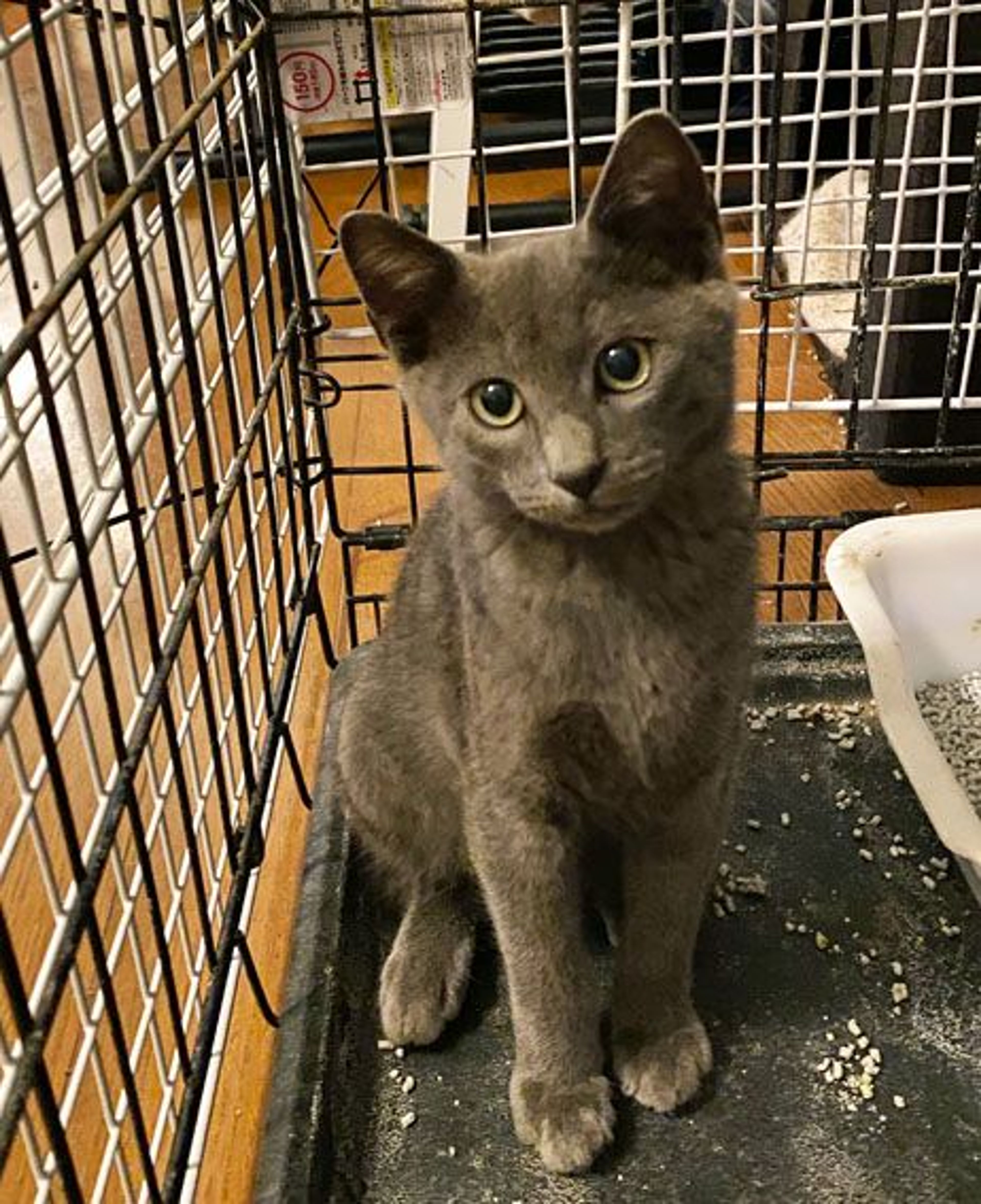 雑種（ミックス猫）・オスの里親募集の写真