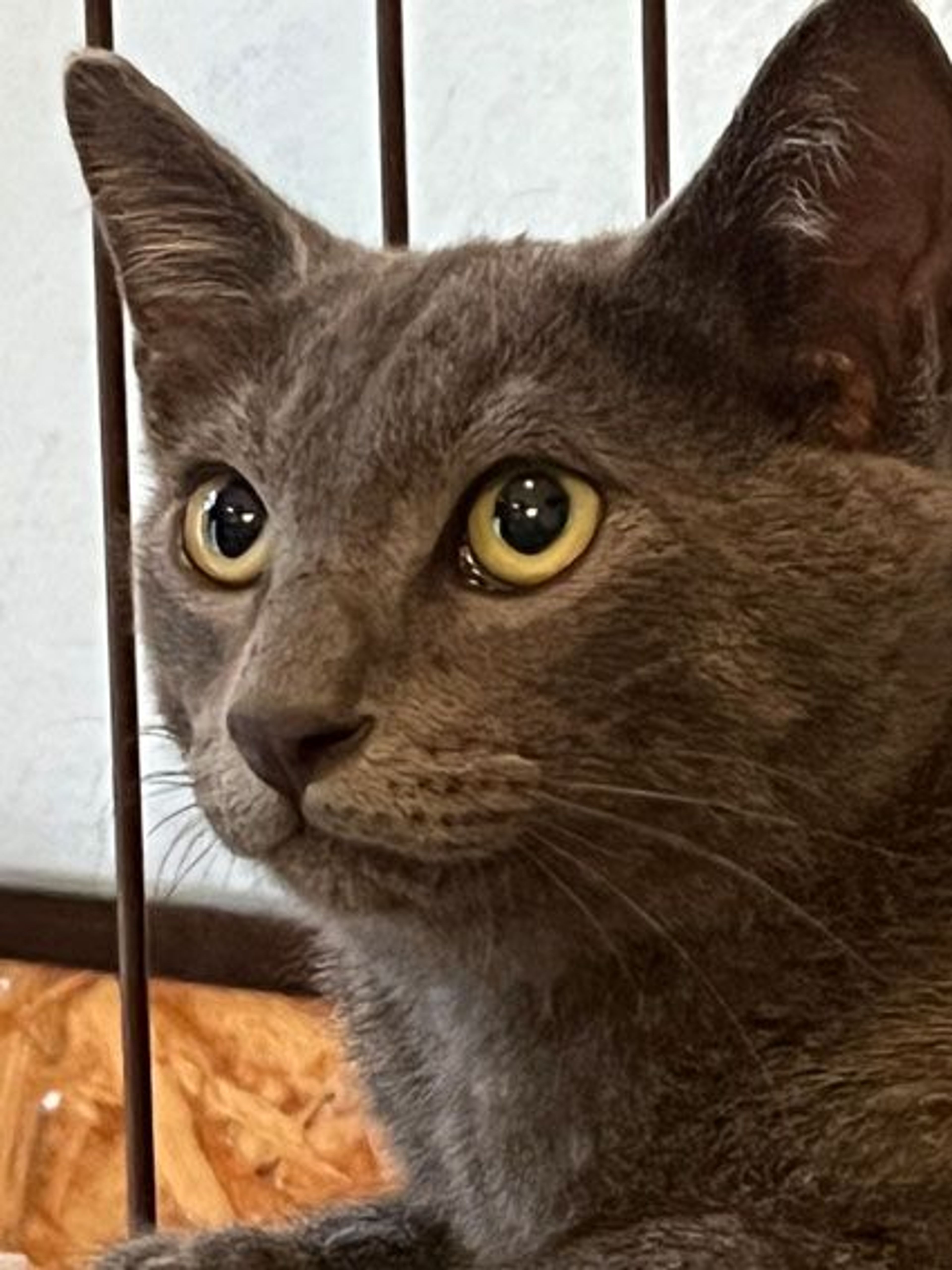 pet-image-2