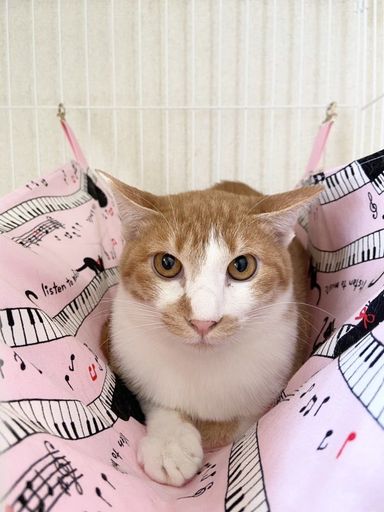 ヘナくん