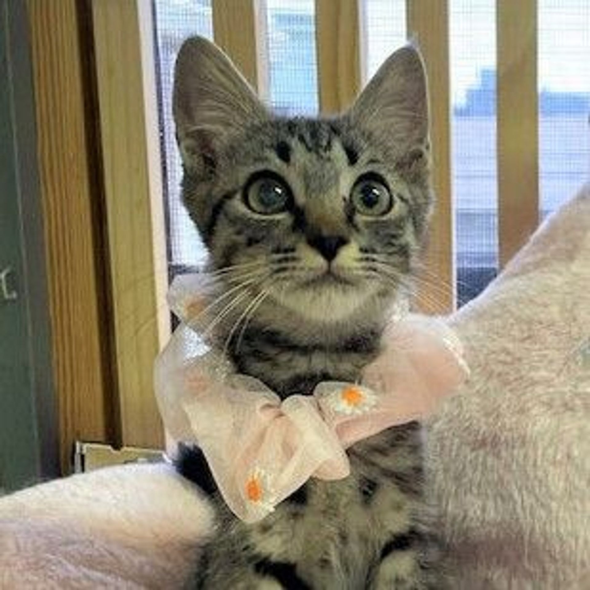 雑種（ミックス猫）・メスの里親募集の写真