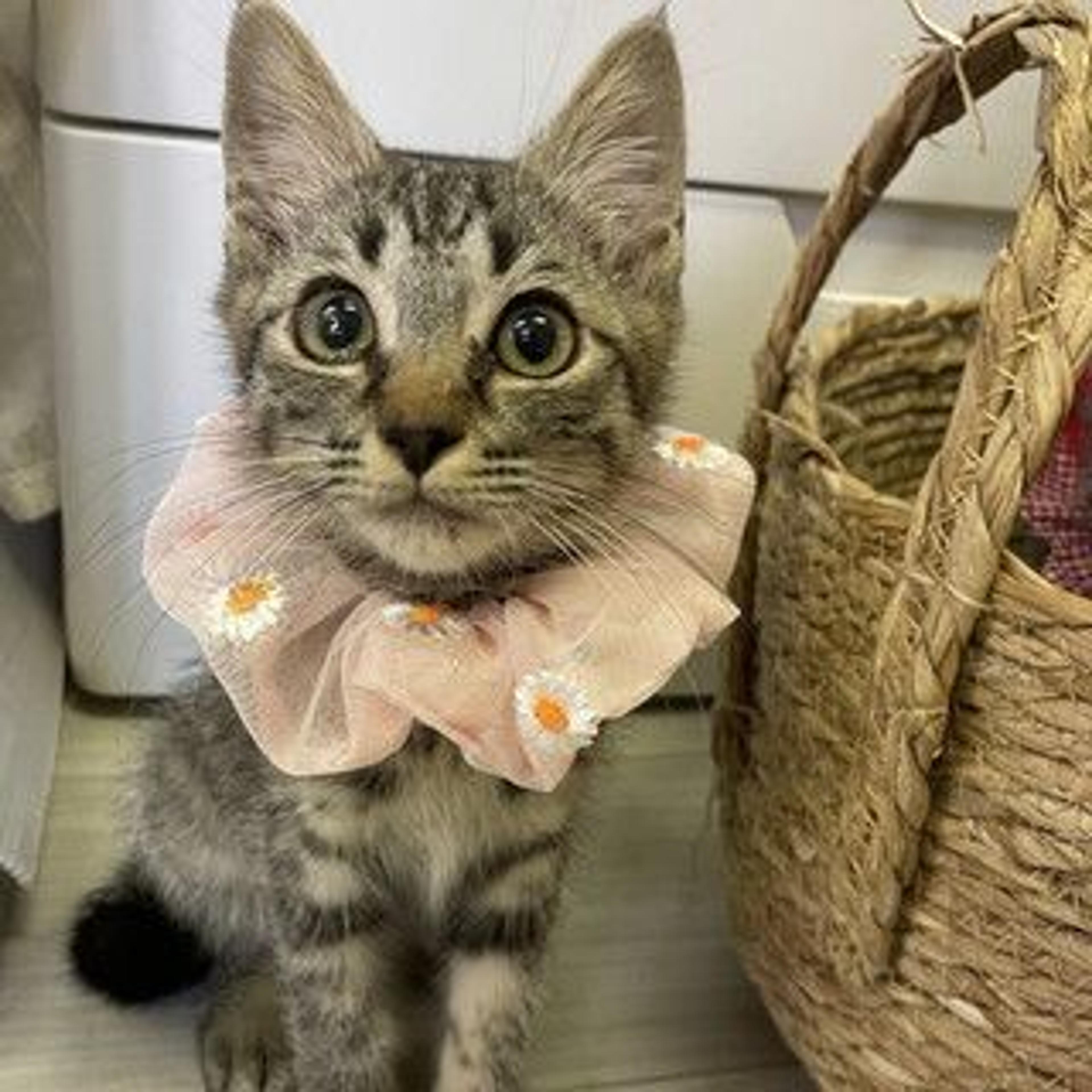 pet-image-4