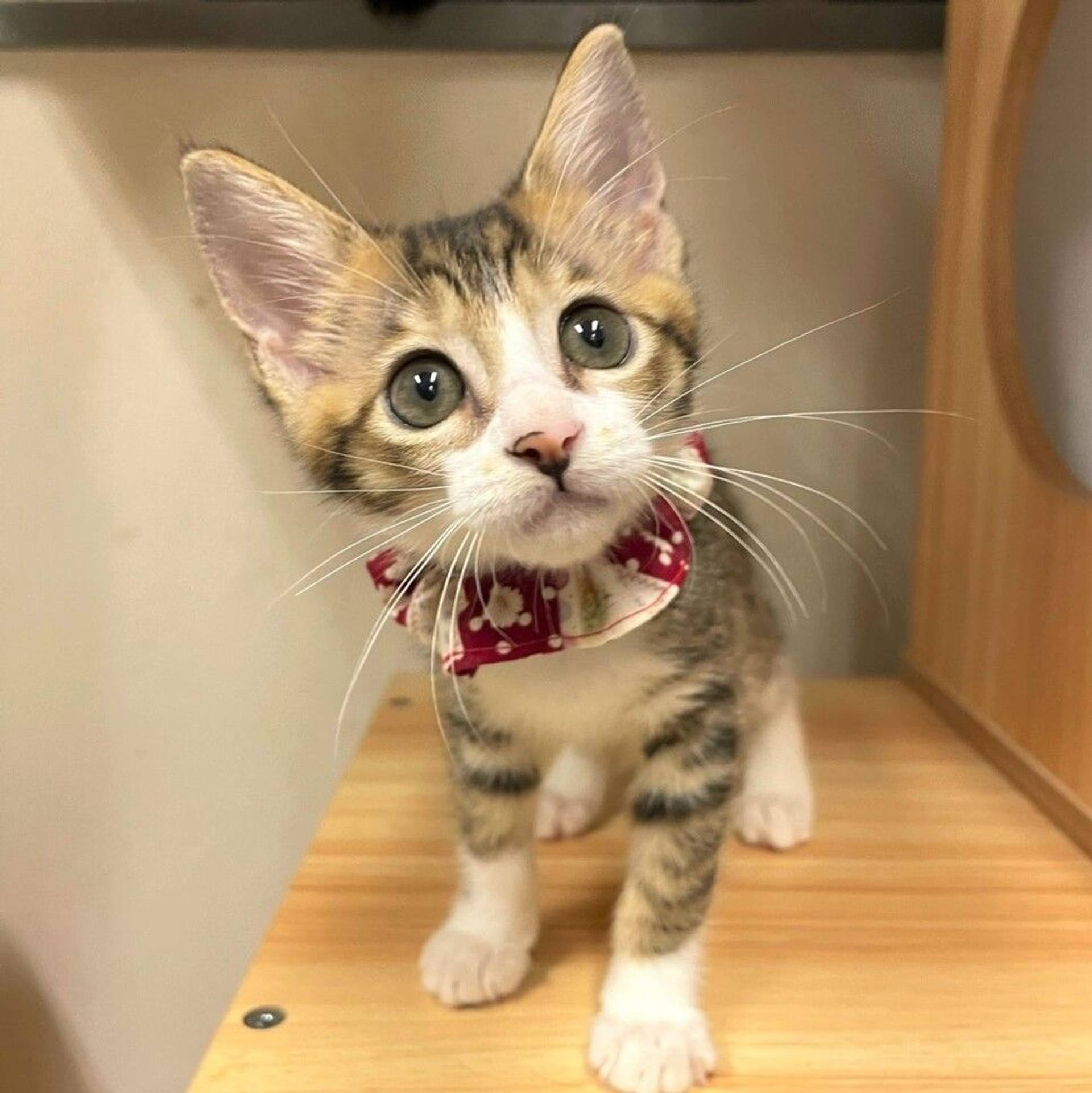 雑種（ミックス猫）・メスの里親募集の写真