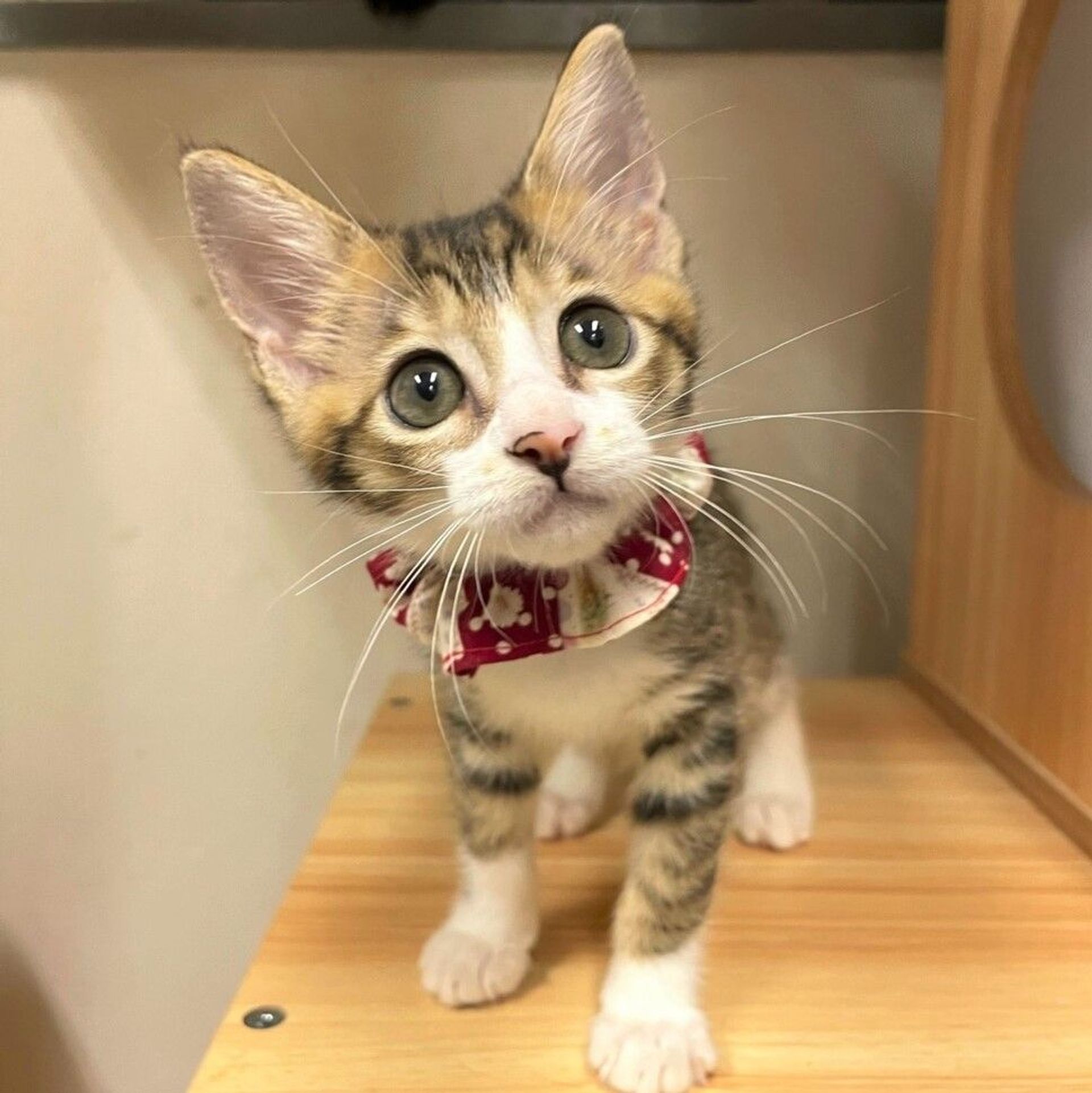 雑種（ミックス猫）・メスの里親募集の写真