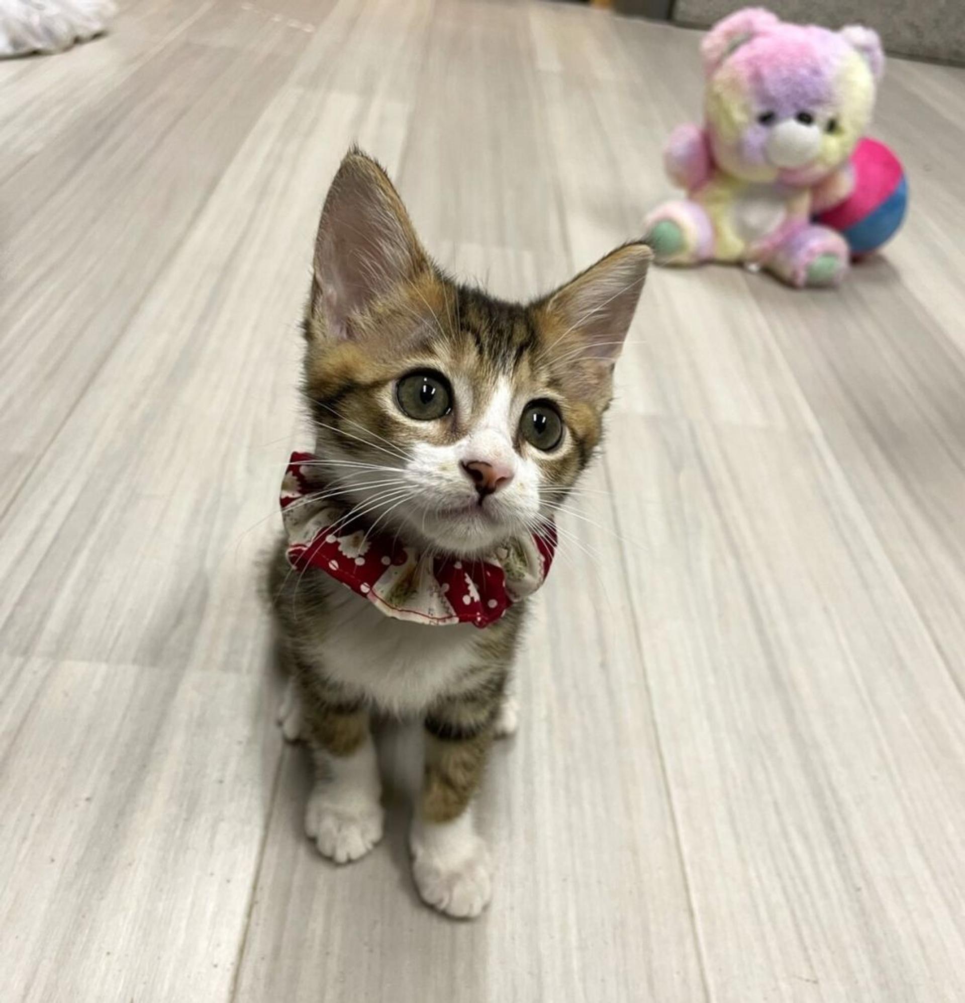 pet-image-2