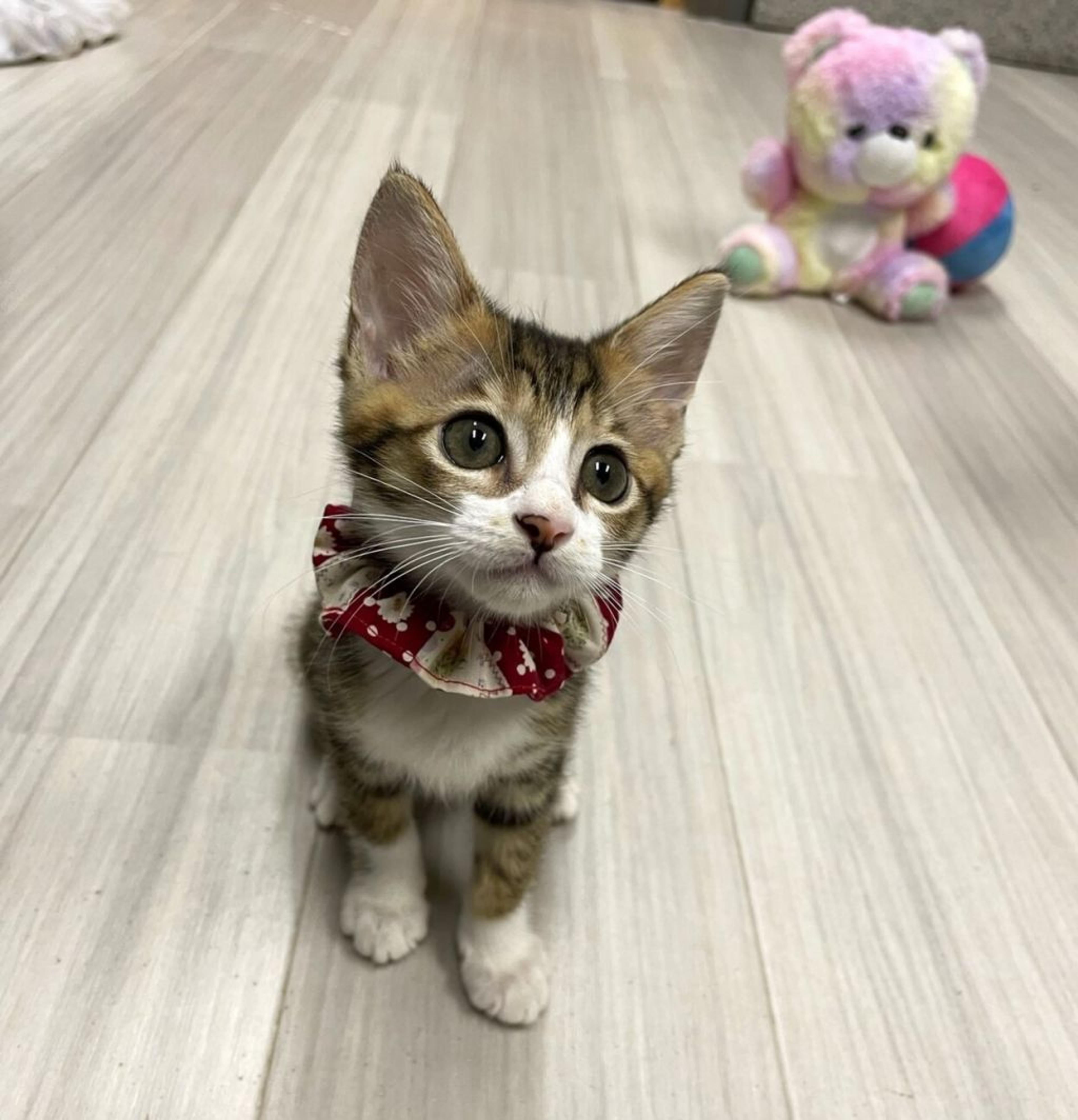 pet-image-2