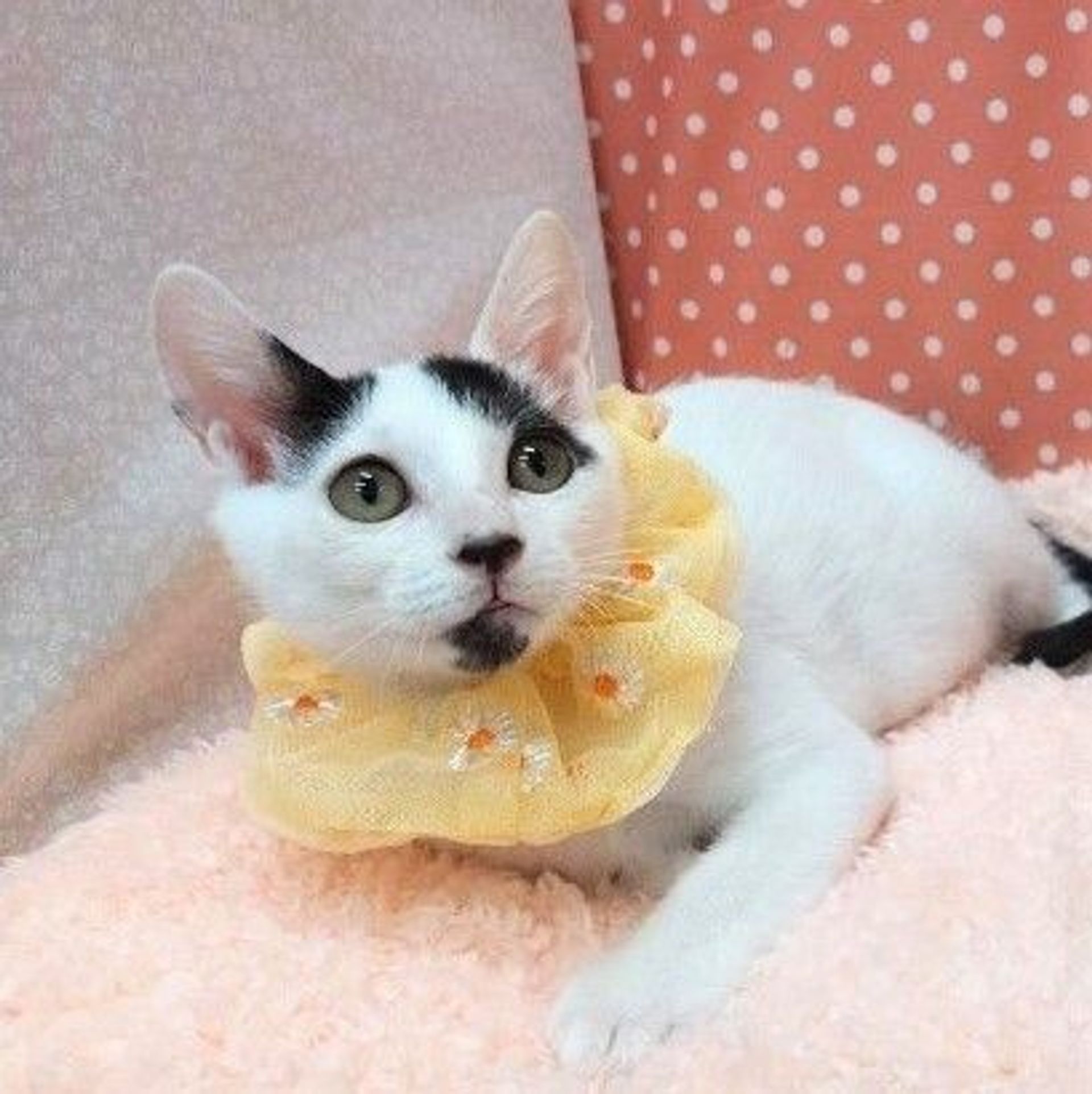 雑種（ミックス猫）・オスの里親募集の写真