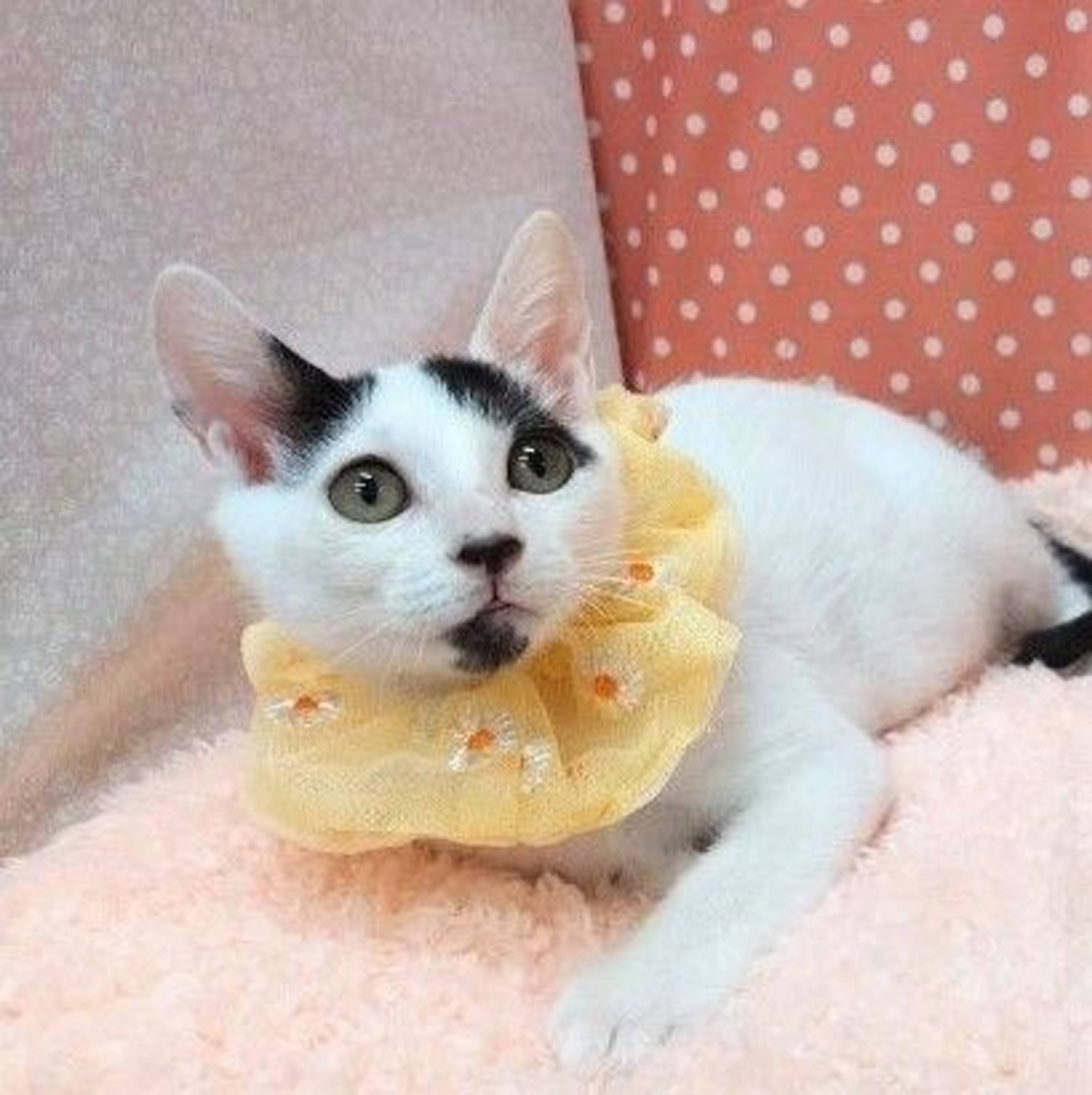雑種（ミックス猫）・オスの里親募集の写真