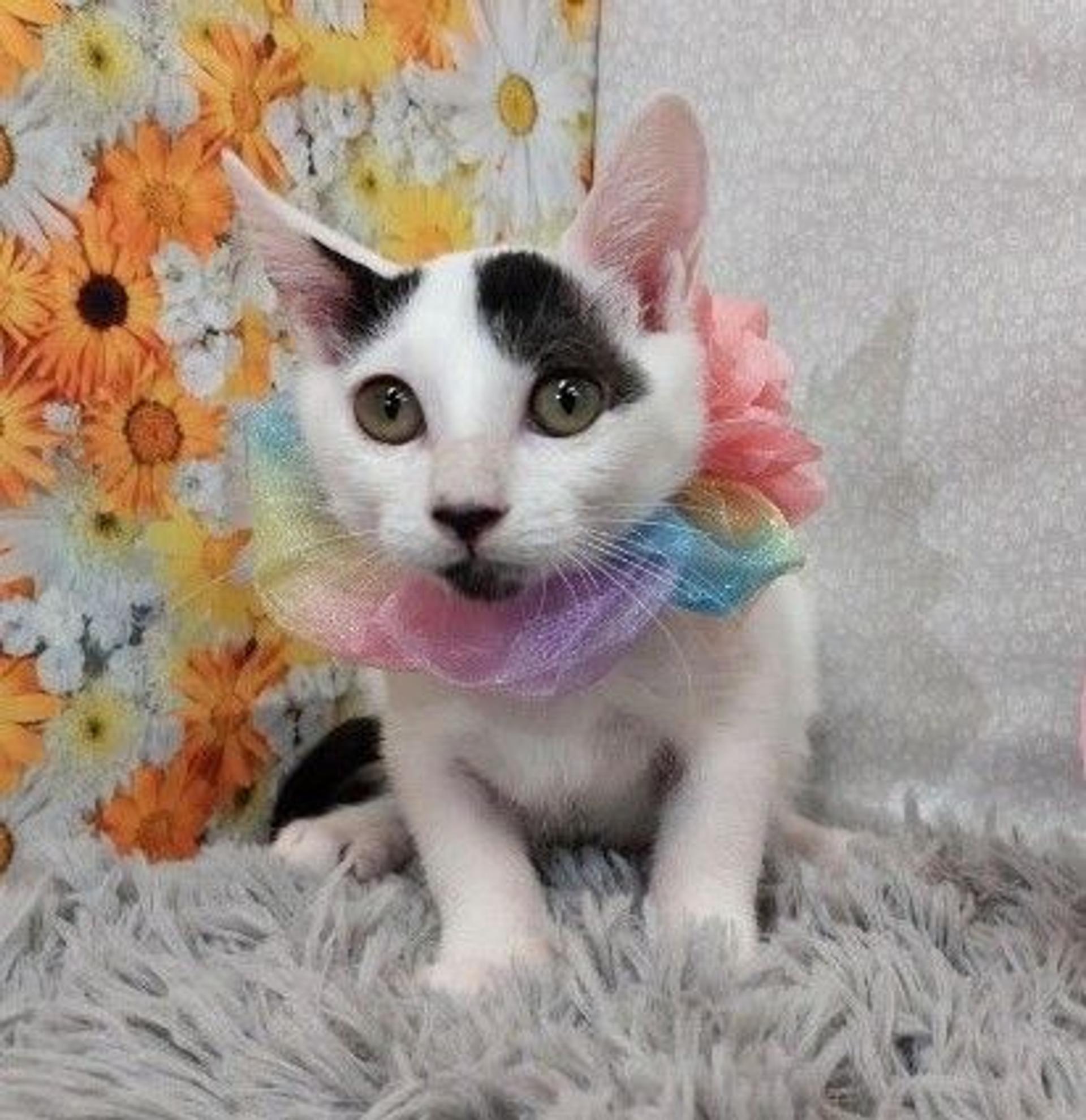 pet-image-2