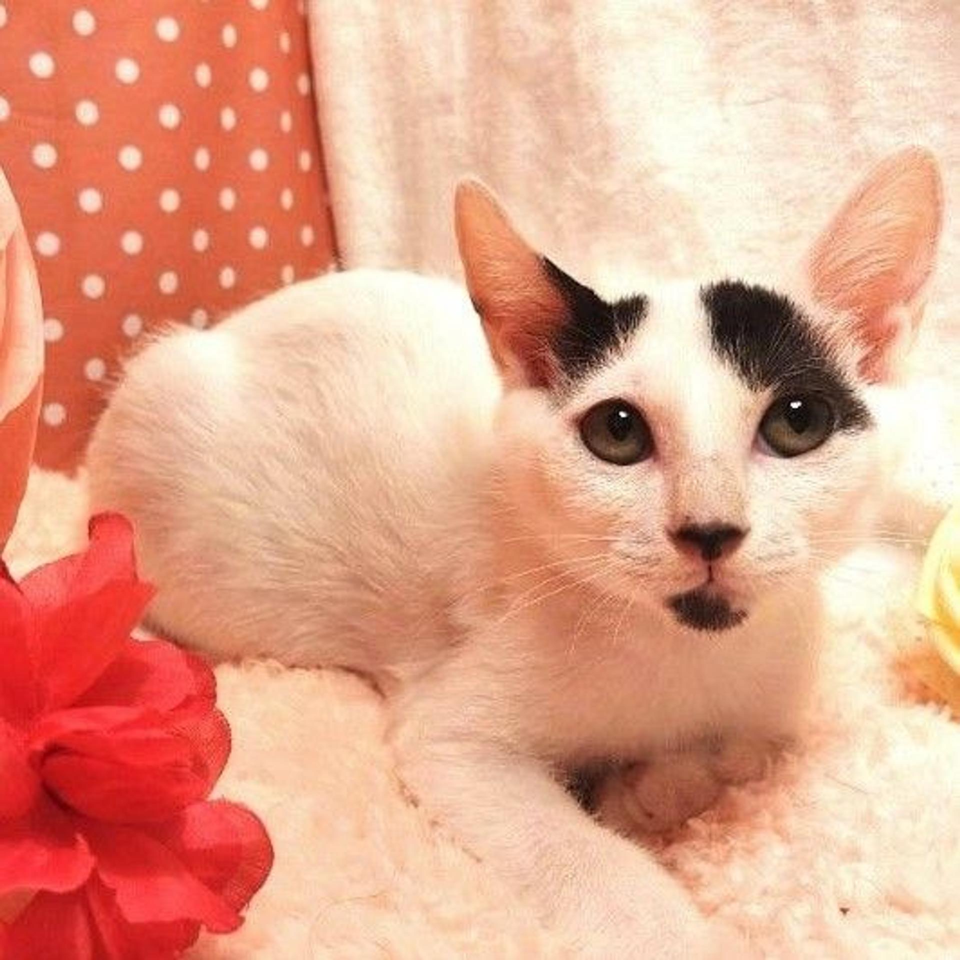 pet-image-3