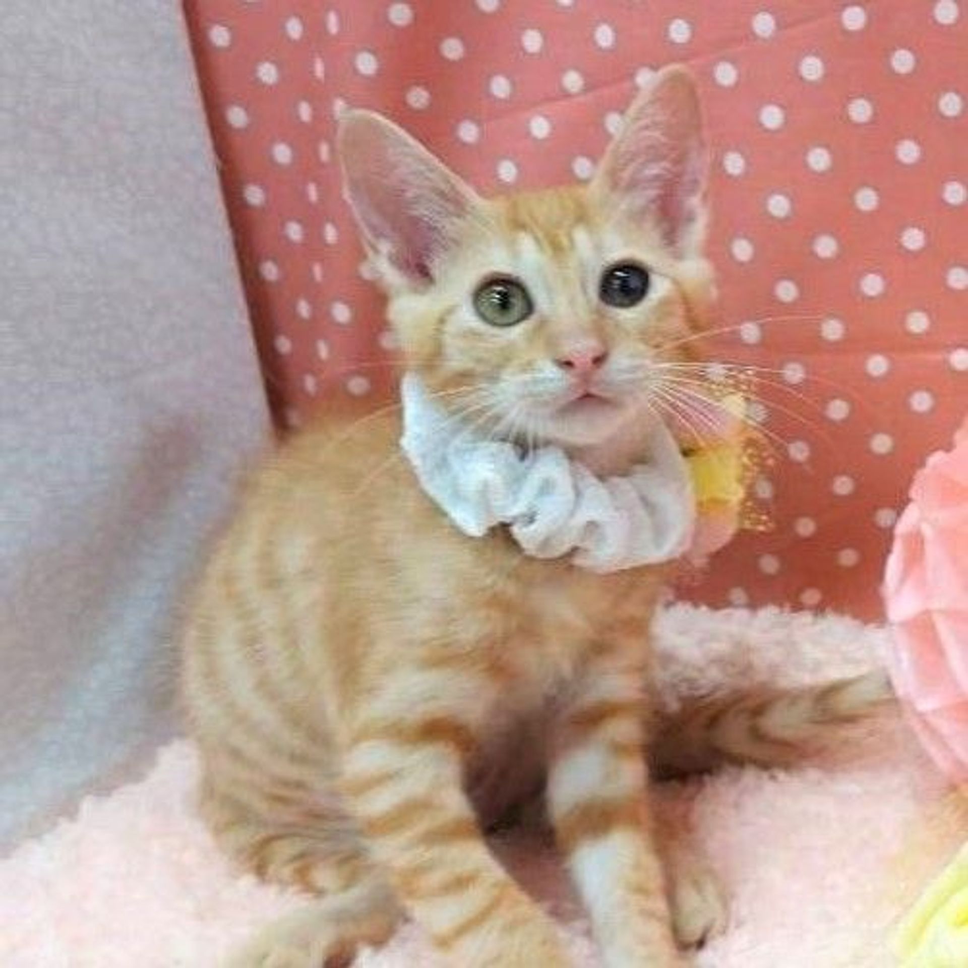 雑種（ミックス猫）・オスの里親募集の写真