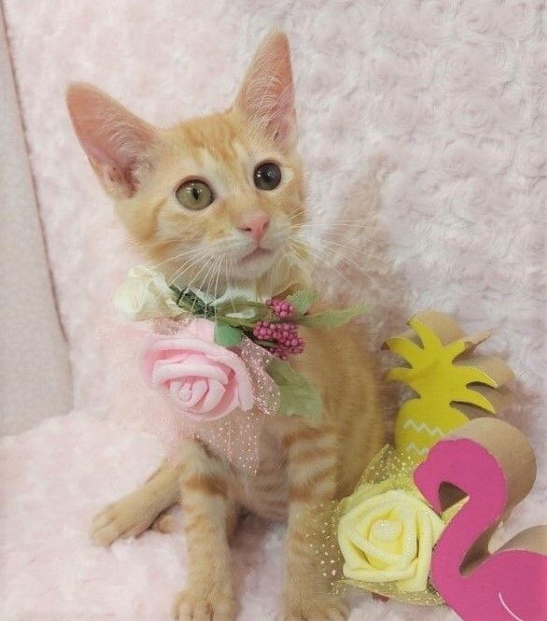 pet-image-3