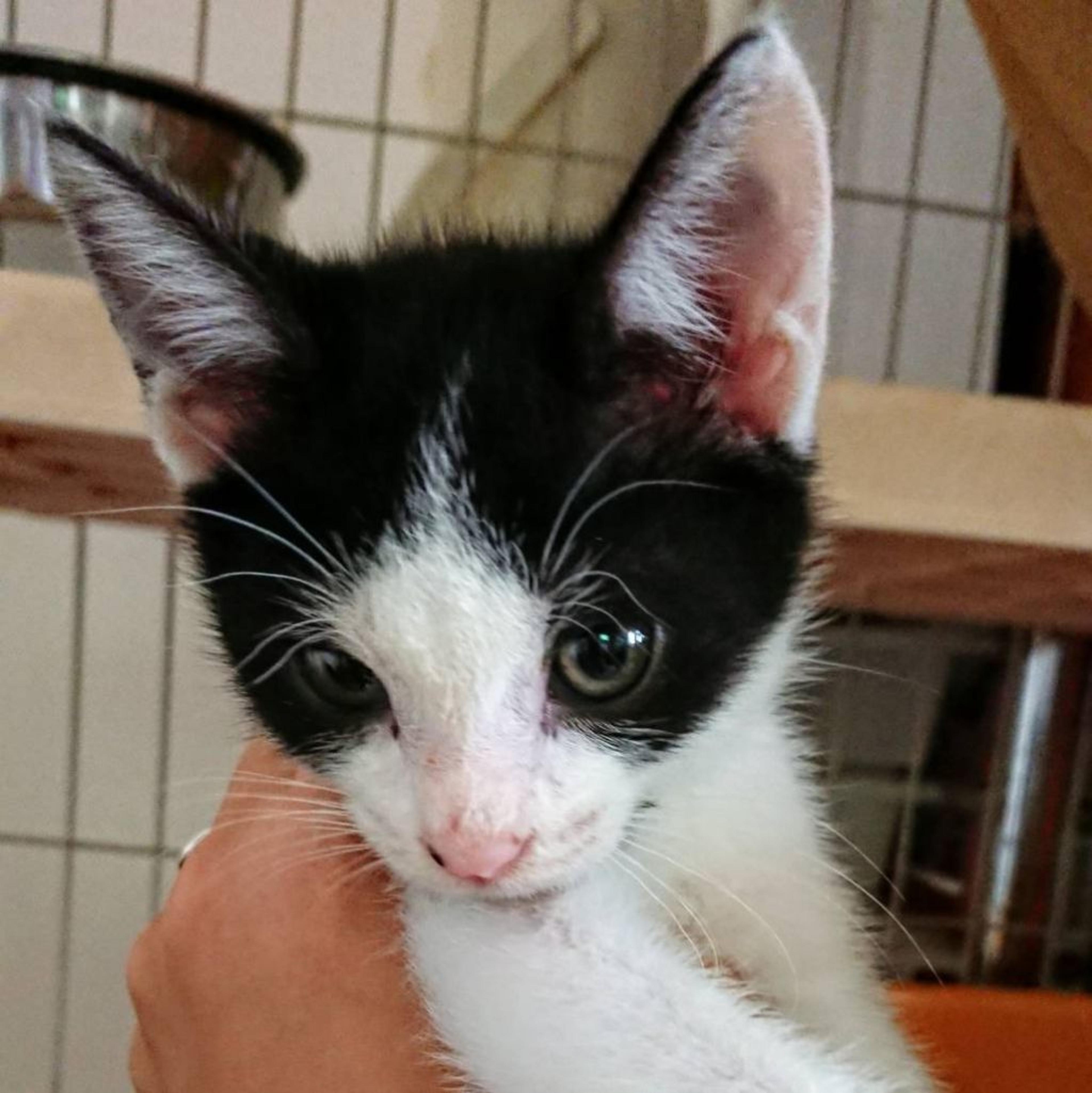 pet-image-2